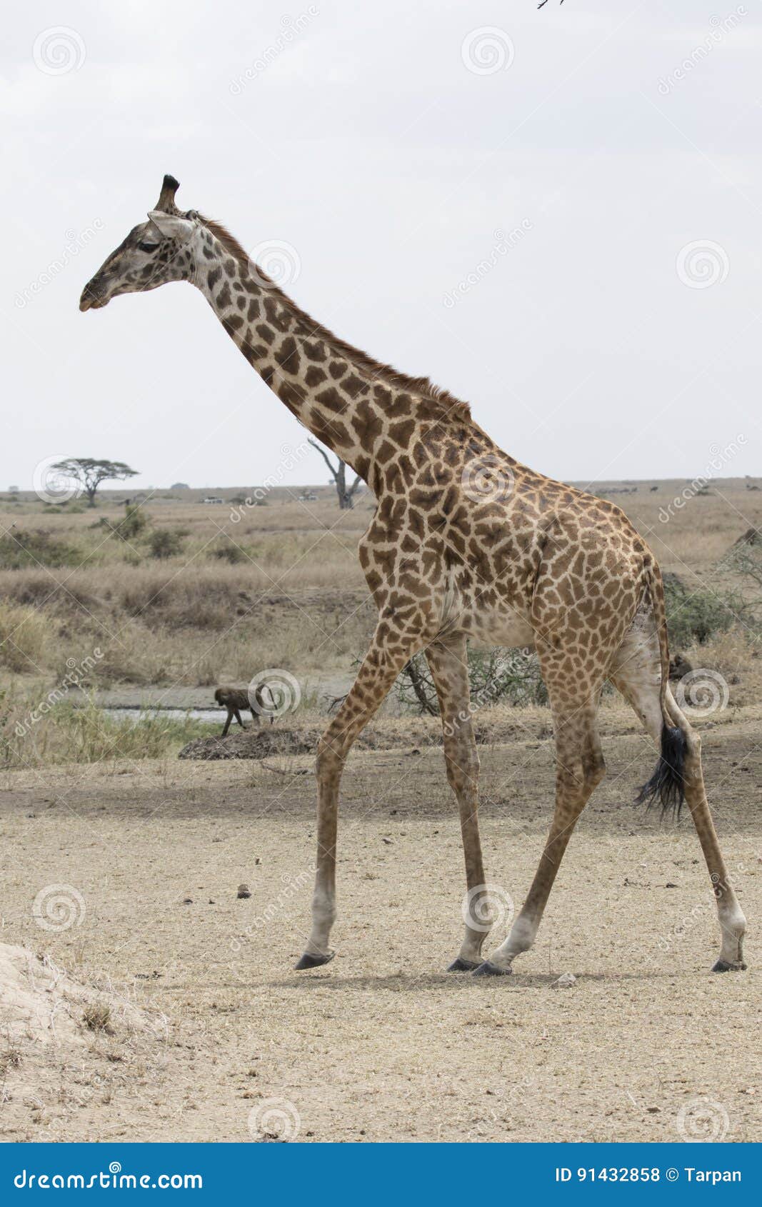 Young male giraffe walking along a dried savannah near a small lake in the dry season