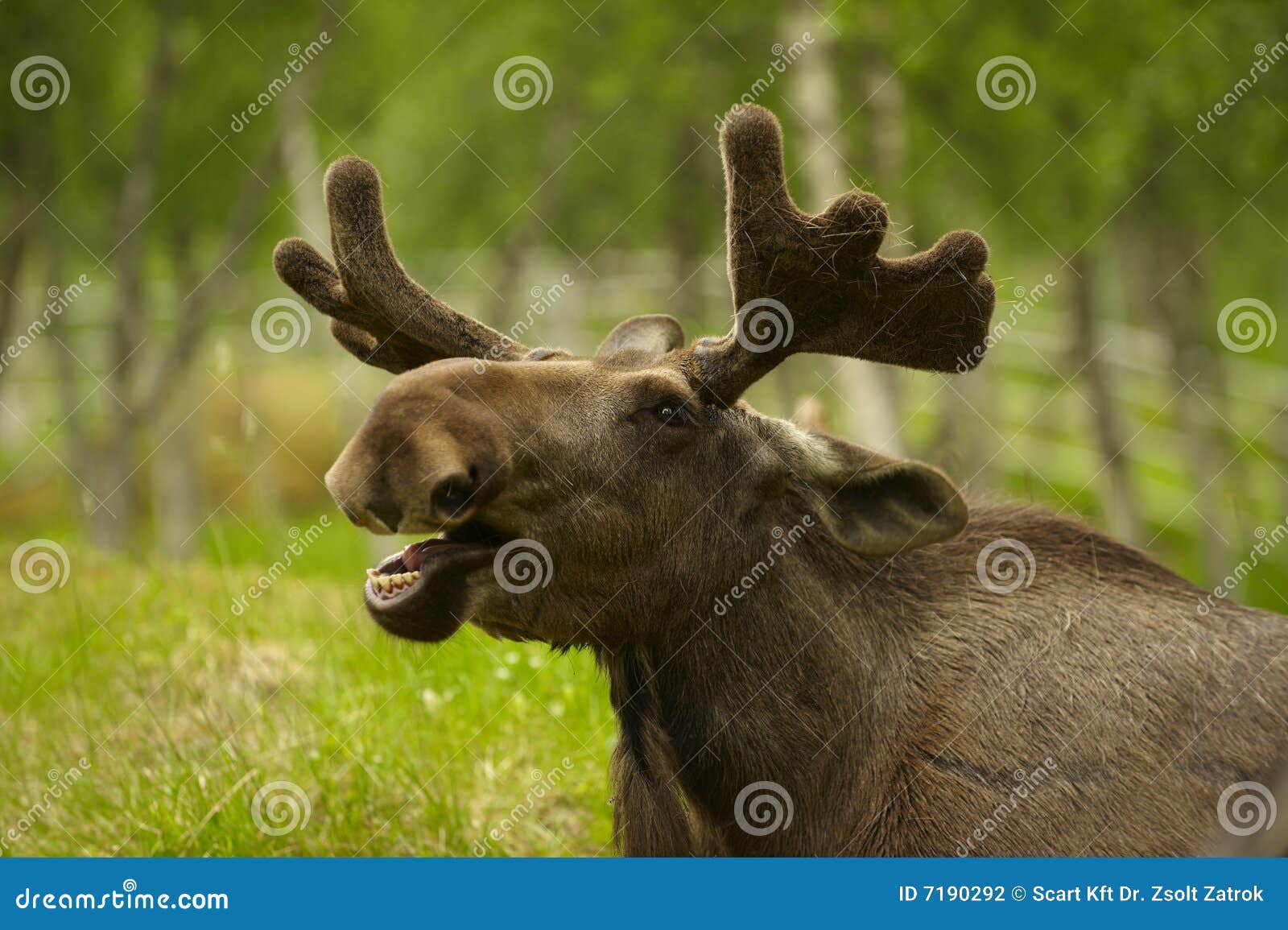 young elk antlers young elk antlers