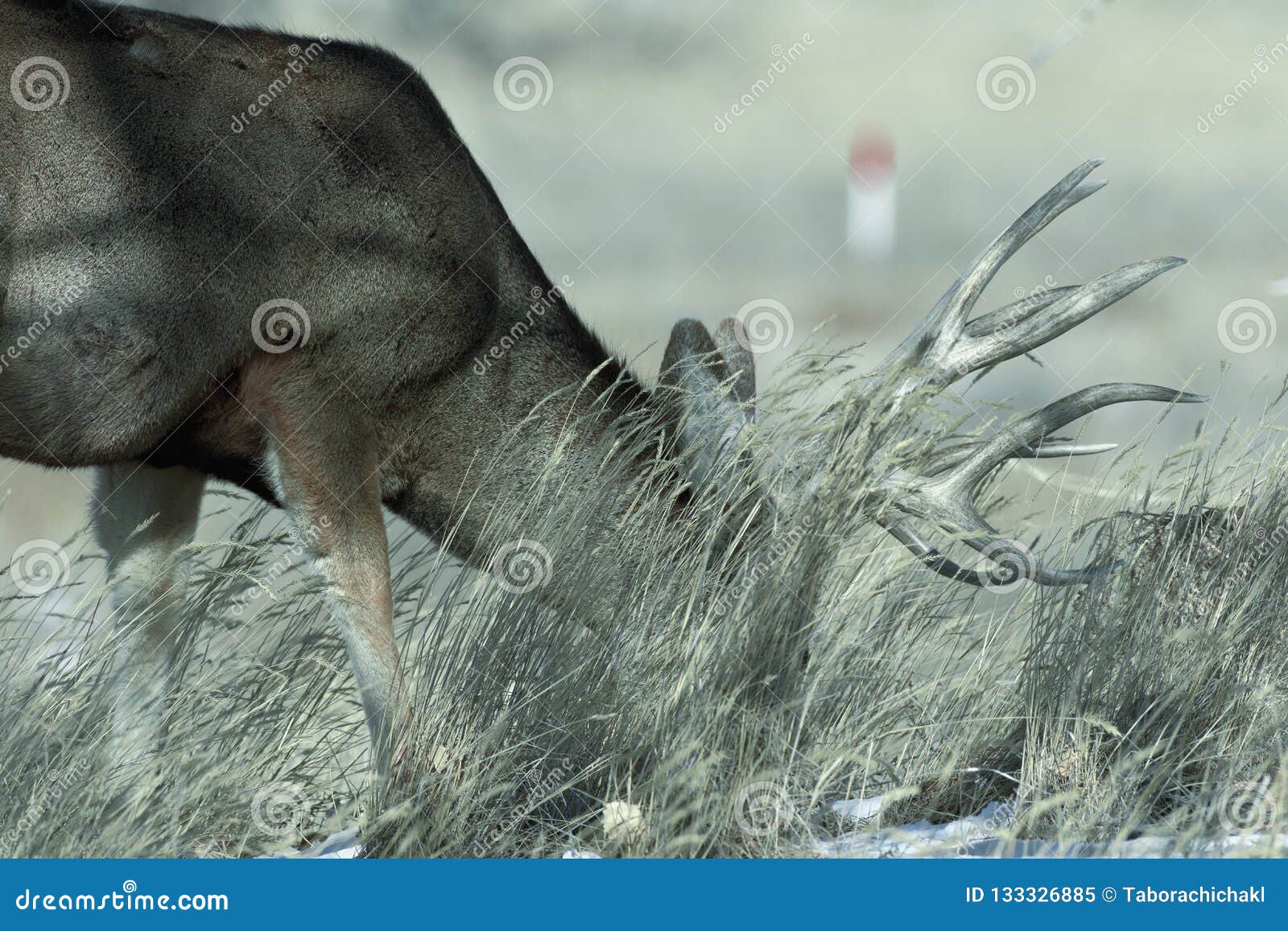 Young Male Mule Deer in Winter Stock Image - Image of mountains, mammal ...