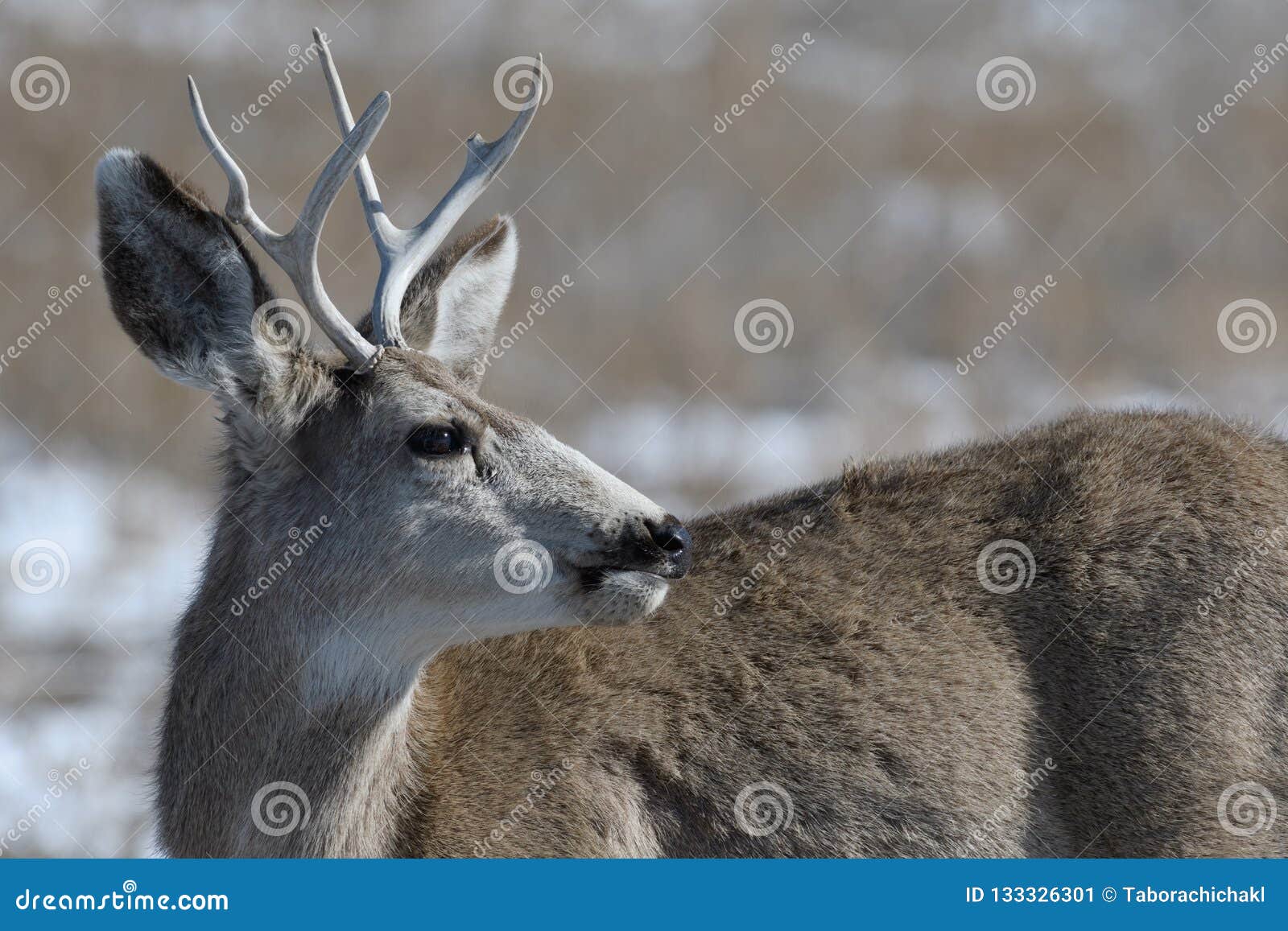 Young Male Mule Deer in Winter Stock Image - Image of eating, hoofed ...