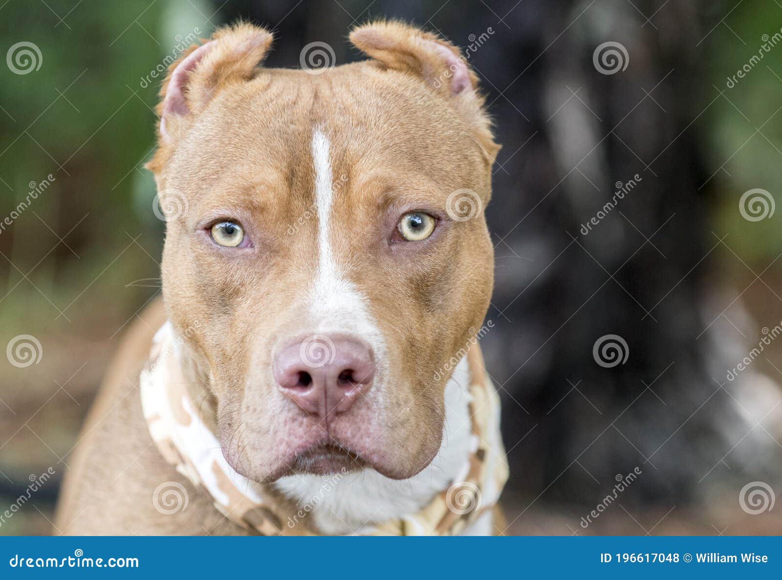 forholdsord undgå kromatisk Red American Pitbull Terrier with Cropped Ears and Bandana Stock Photo -  Image of ears, outside: 196617048