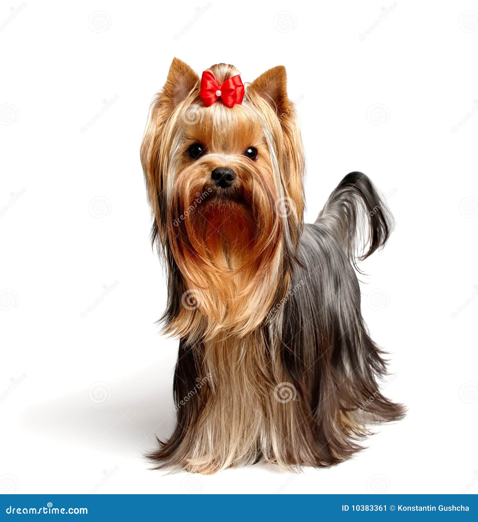 Young Male Of The Yorkshire Terrier Stock Image Image 10383361