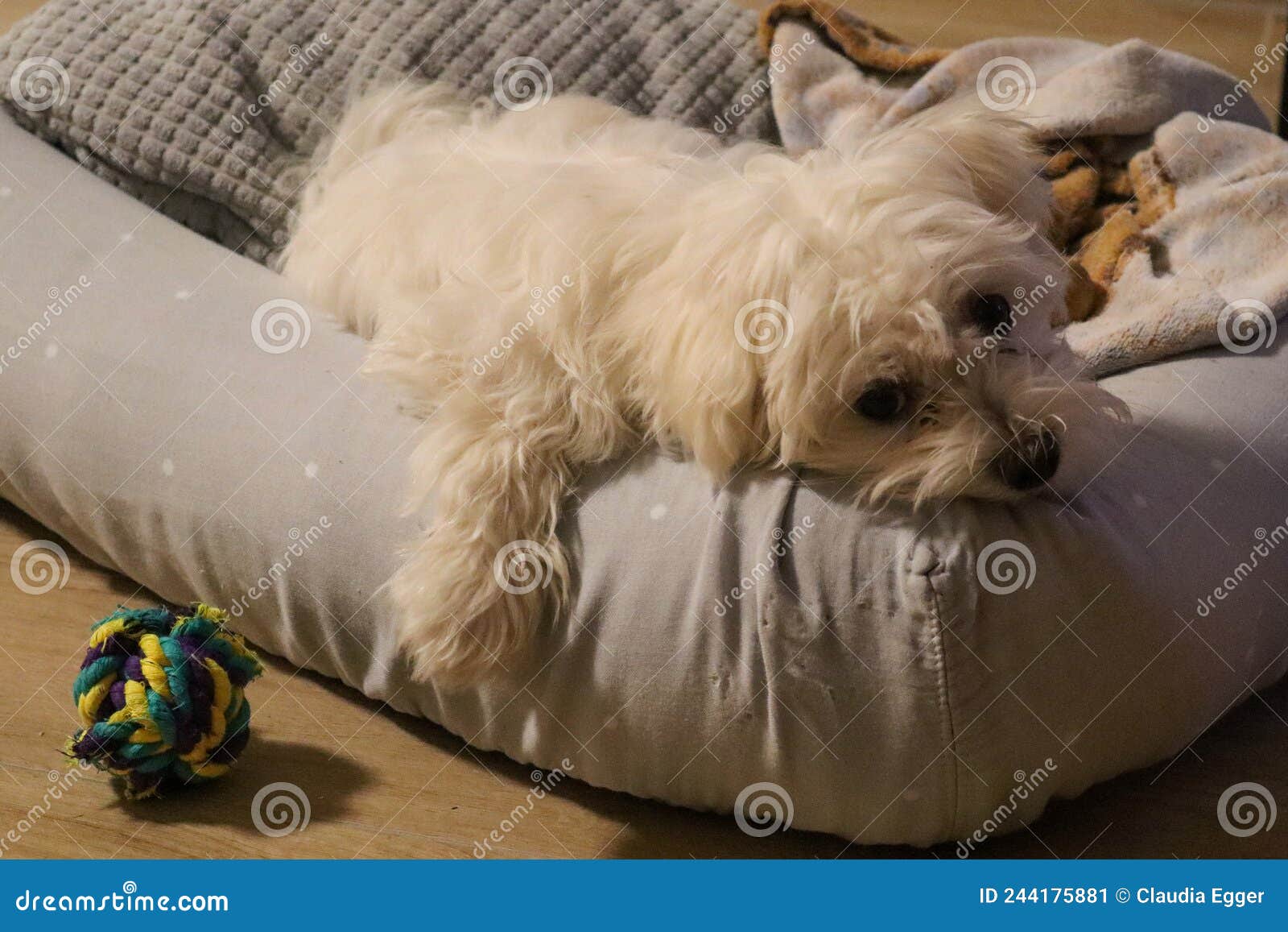 A Young Maltese Dog Lying on Its Bed Stock Image Image of maltese