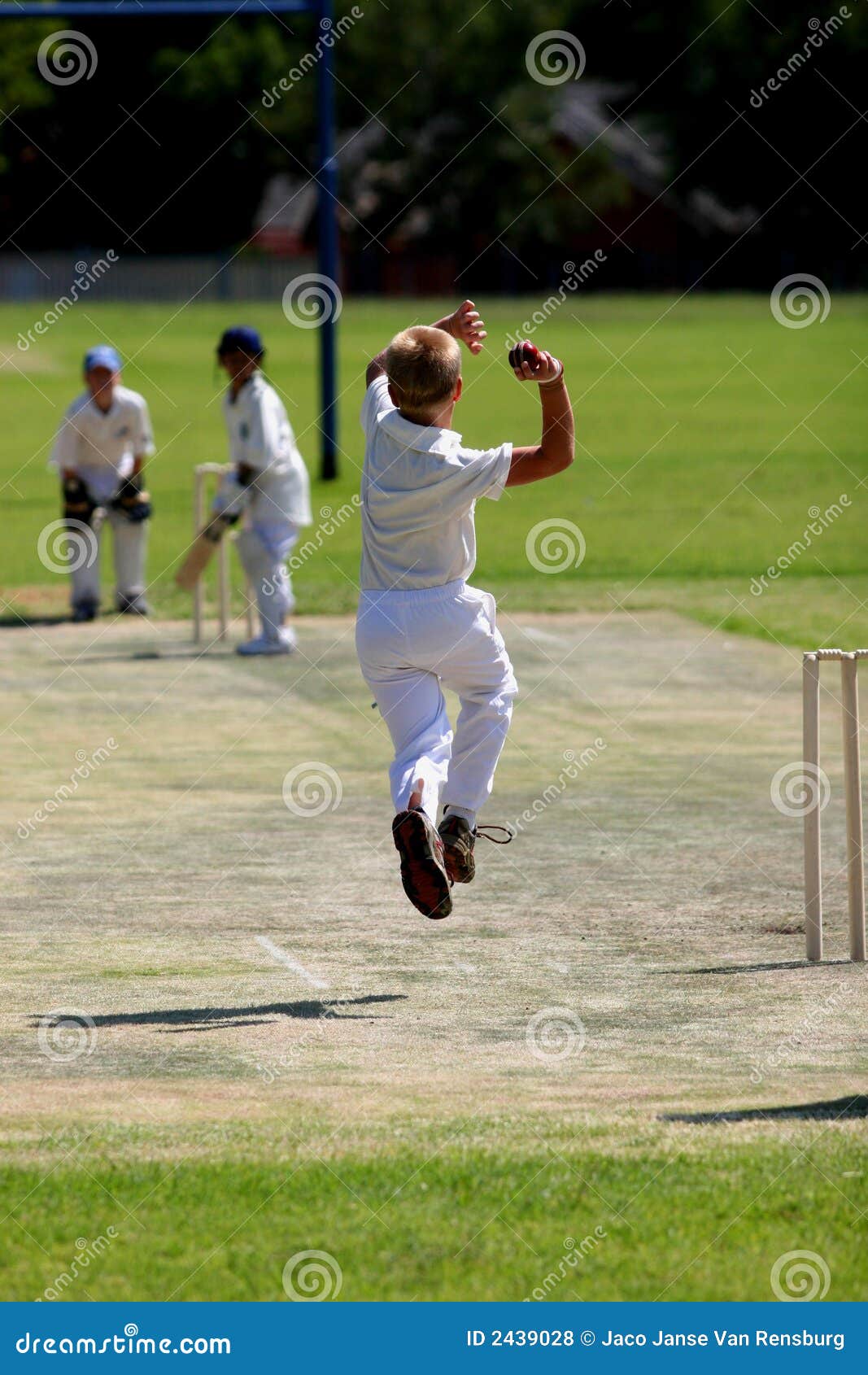Young Man Bowling Cricket Ball Stock Photo Image of white, trees 2439028