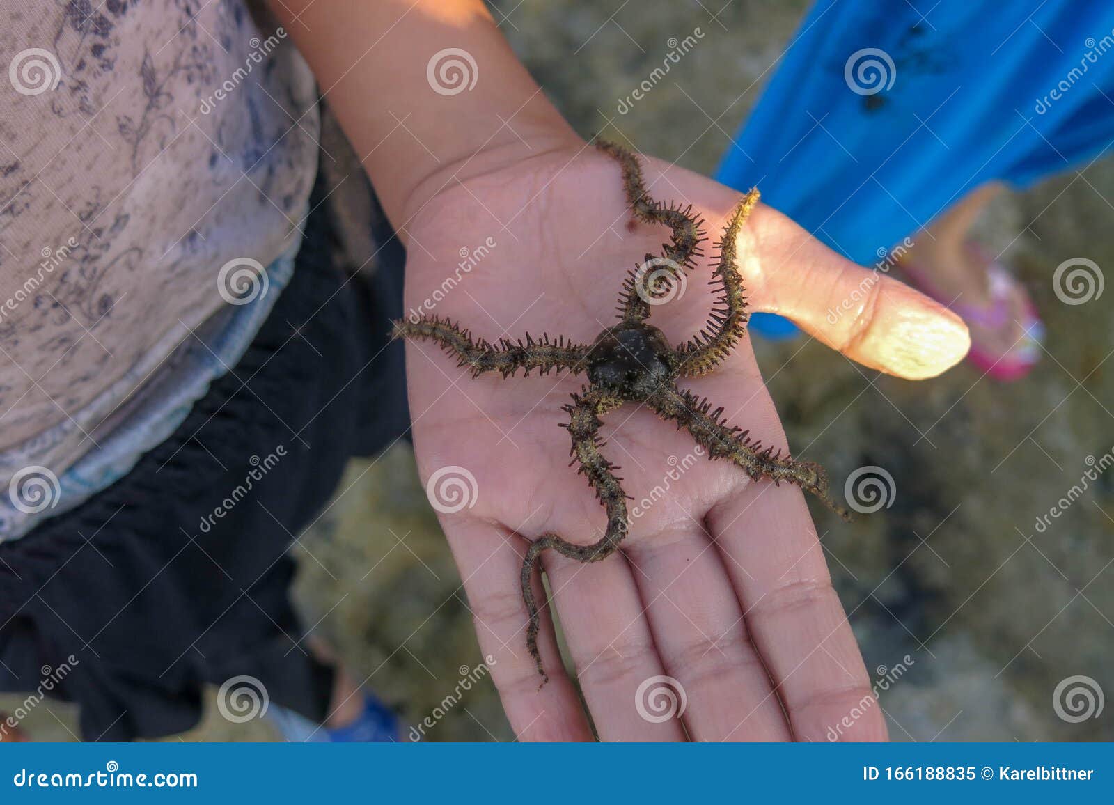 the young man has brittle stars on his palm. ophiuroids are echinoderms in the class ophiuroidea closely related to starfish, has