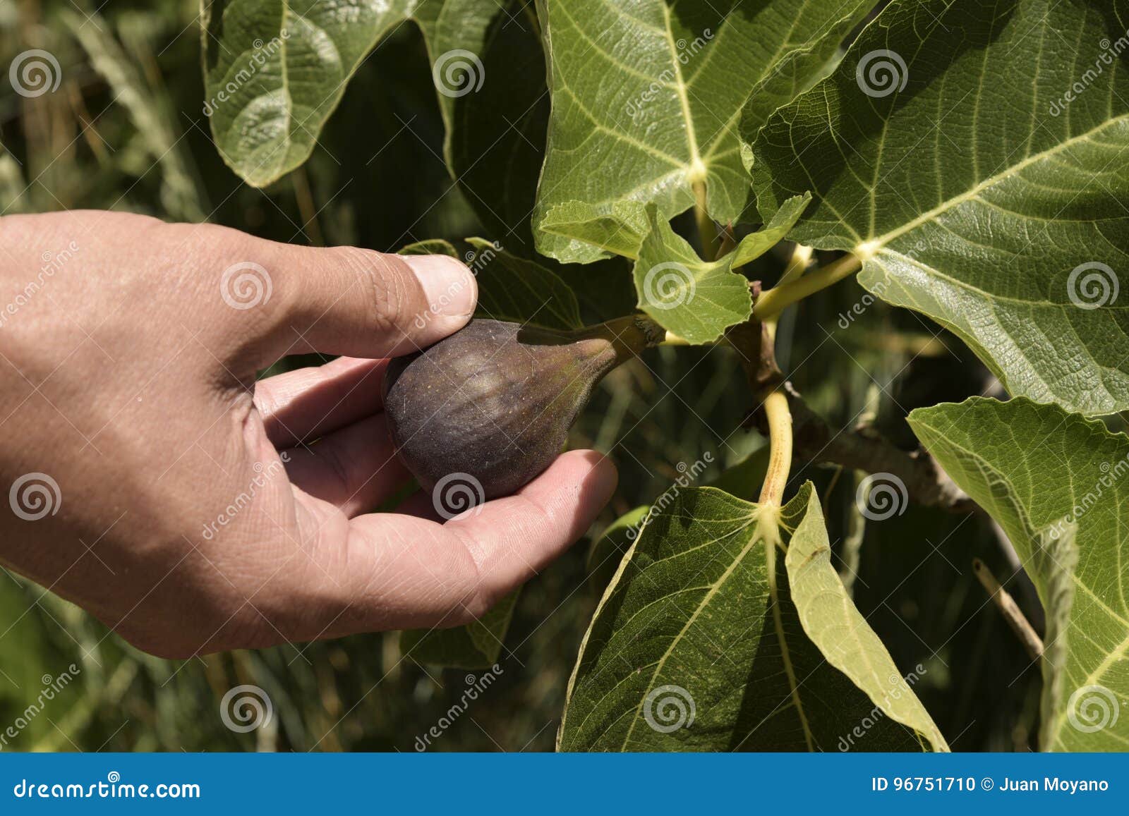 Résultat de recherche d'images pour "2 figs close up in a tree"