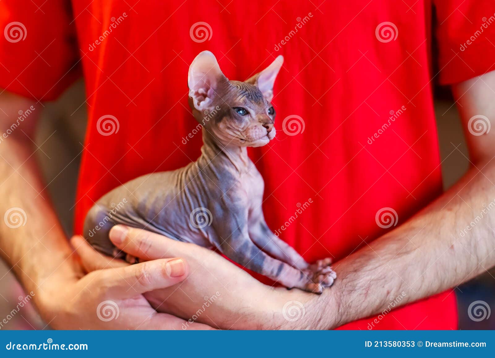 designer sphynx clothes