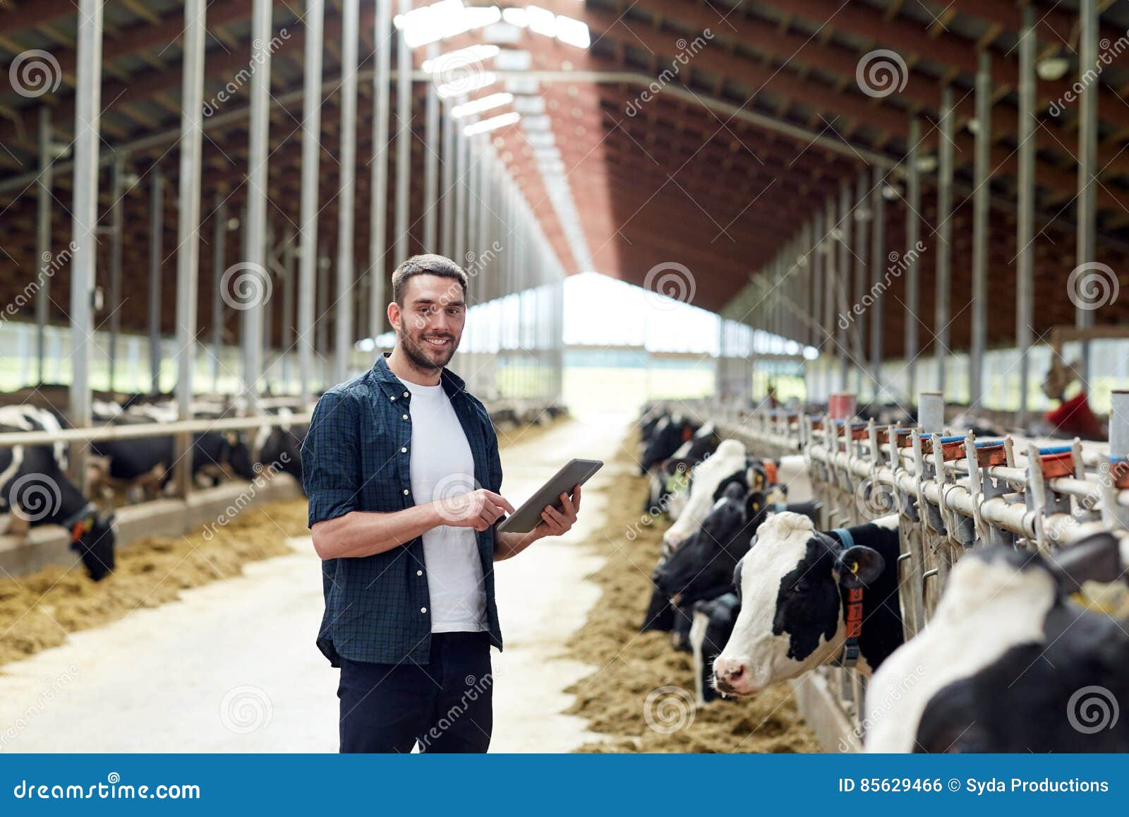 young man with tablet pc and cows on dairy farm