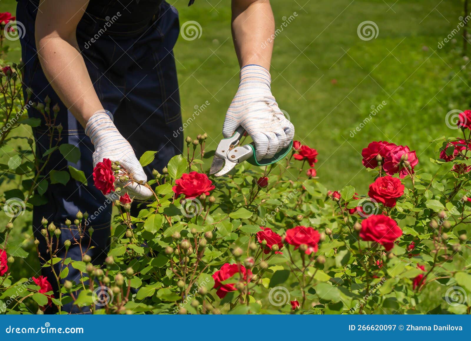 A Young Man is Trimming a Rose Bush Stock Image - Image of bloom, grass ...