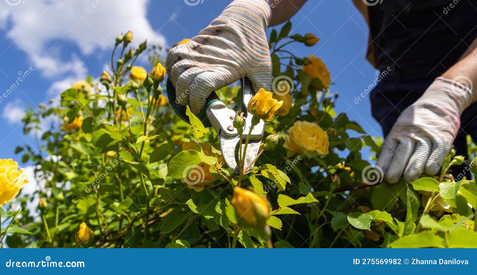 A Young Man is Trimming a Rose Bush Stock Photo - Image of beautiful ...