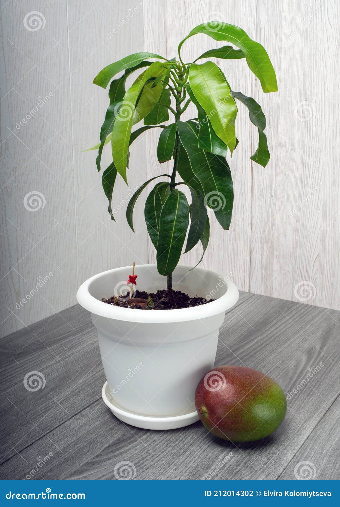 Young mango tree seedling stock photo. Image of decor 212014302