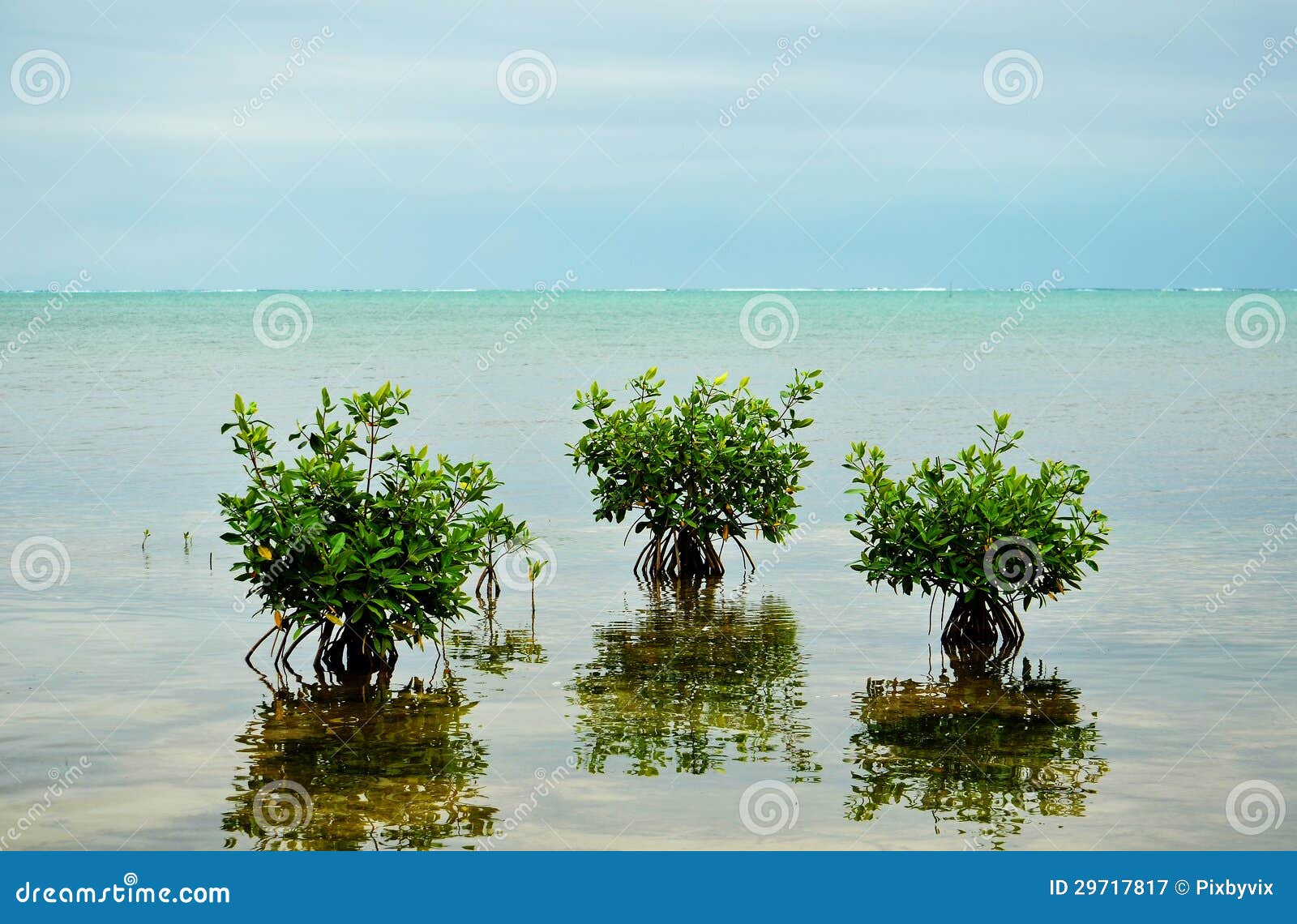 mangrove trees on caribbean