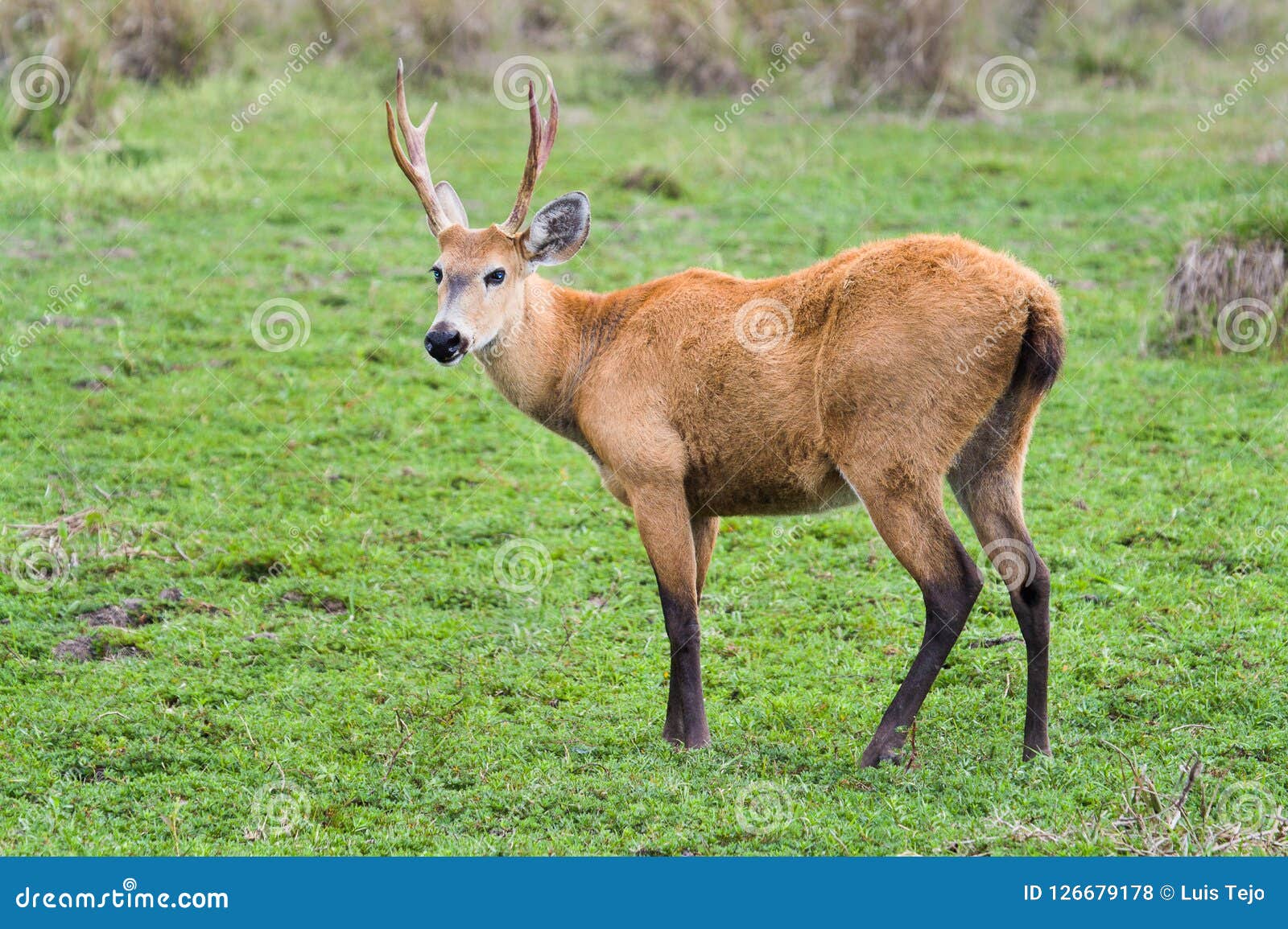 a young marsh deer photographed in argentina
