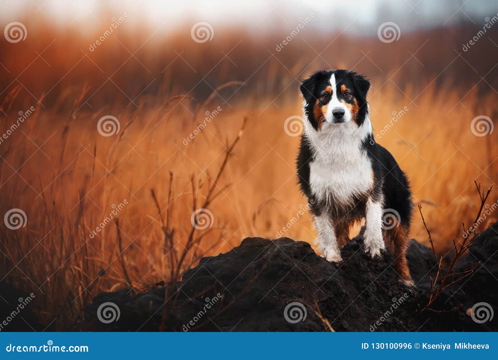 Young Merle Australian Shepherd Playing with Leaves in Autumn Stock ...