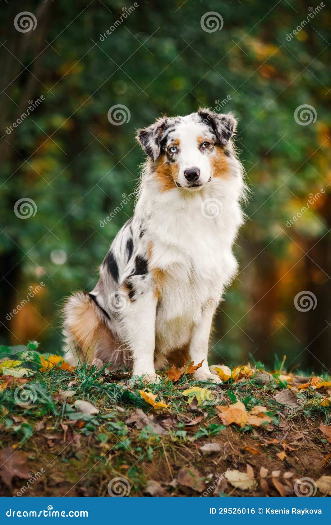 Young Merle Australian Shepherd Portrait in Autumn Stock Photo - Image ...