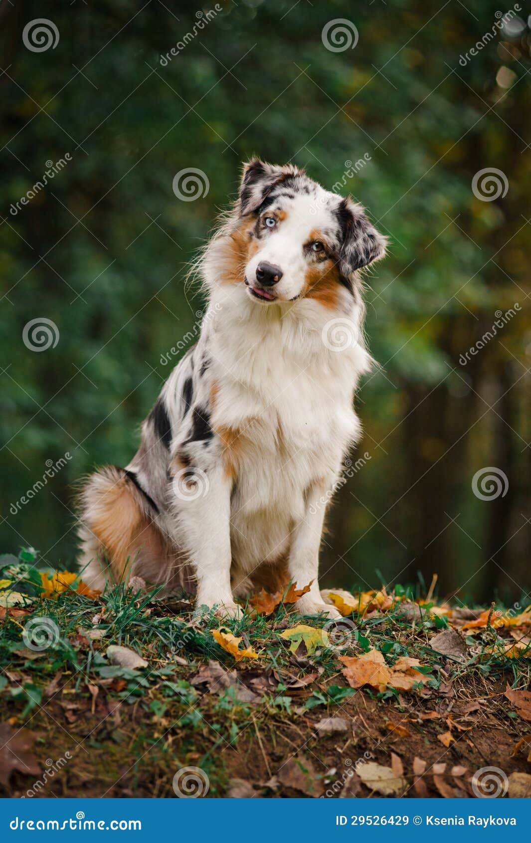 Young Merle Australian Shepherd Portrait in Autumn Stock Image - Image ...