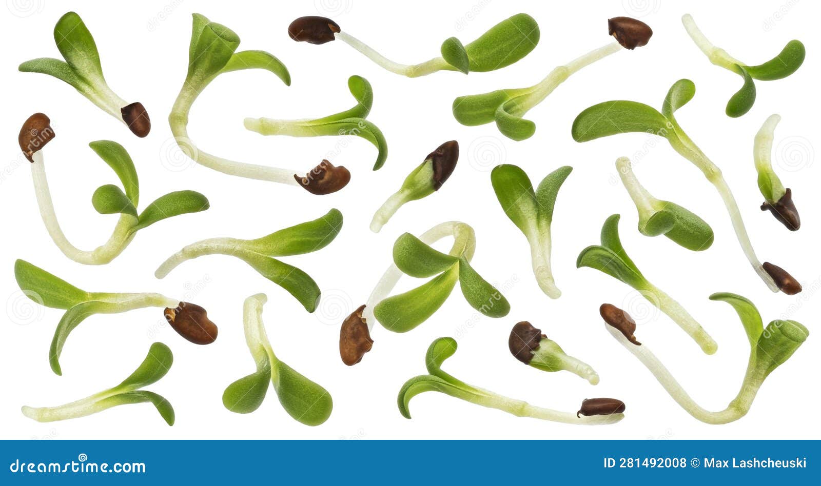 Young Microgreen Leaves, Fresh Broccoli Sprouts Isolated White