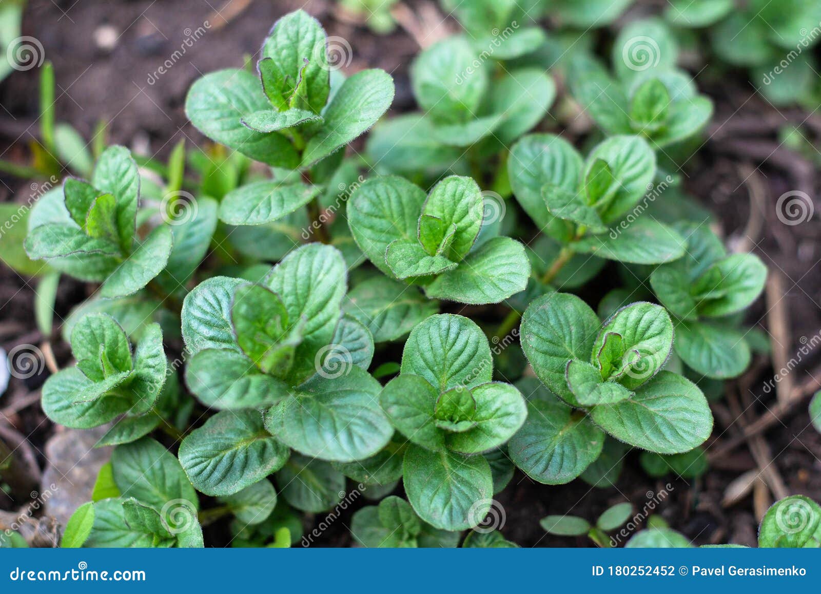 Young Mint Plants Grow in the Garden Stock Photo Image of healthy