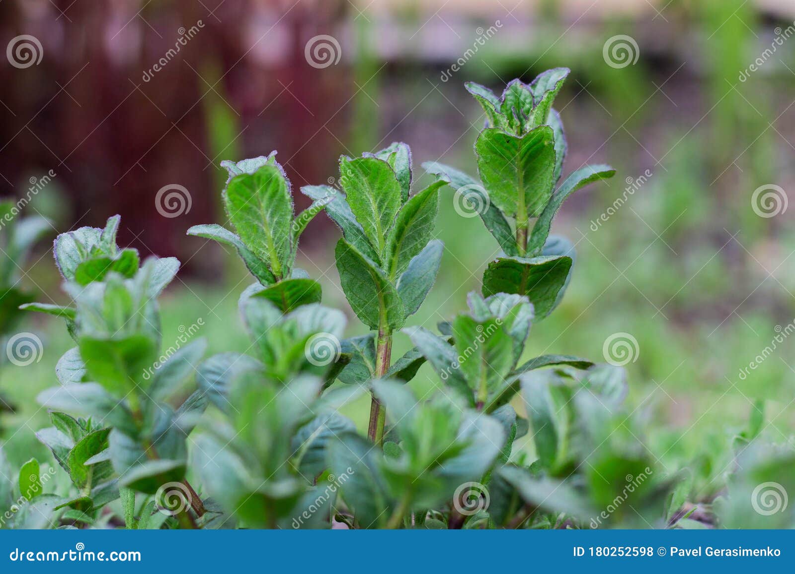 Young Mint Plants Grow in the Garden Stock Photo Image of botanical