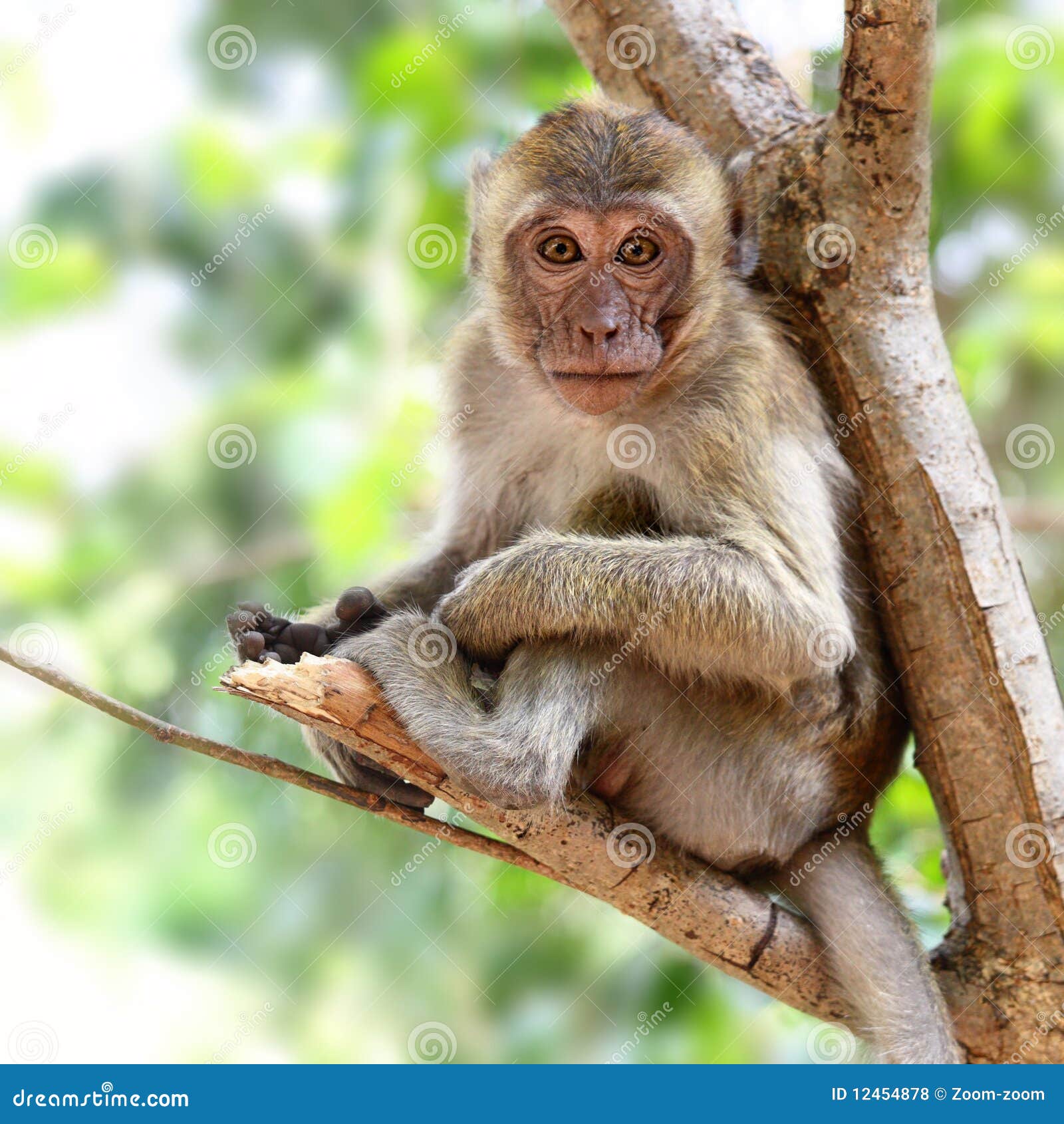 Wild Monkey On Top Of A Tree, Holding On Branches. Primate Macaco