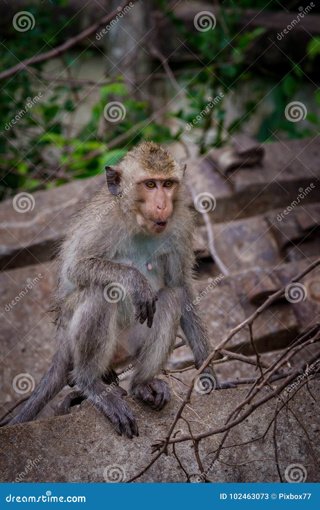 Monkey Climbing on Concrete Stock Image Image of macaque, climbing