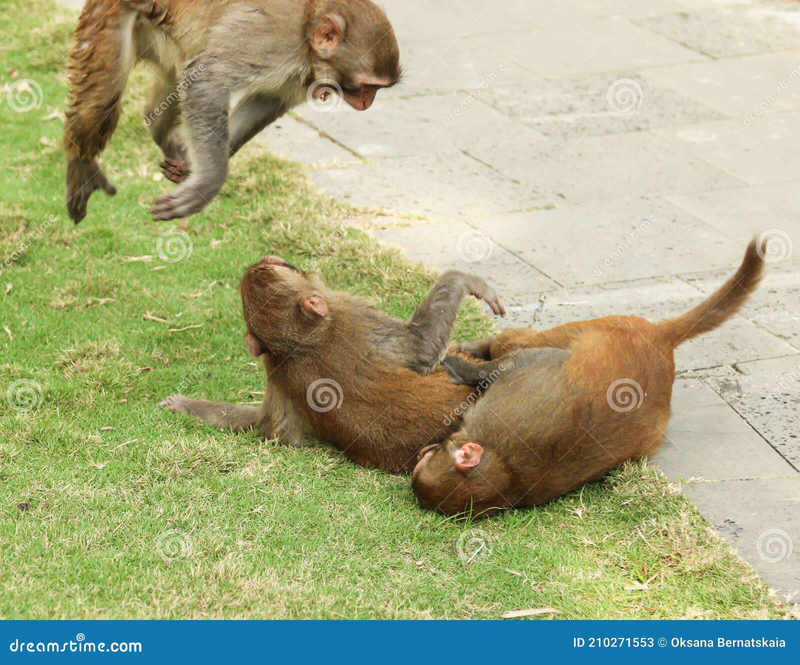 Young Monkeys Play on the Grass Stock Image Image of grass, monkeys
