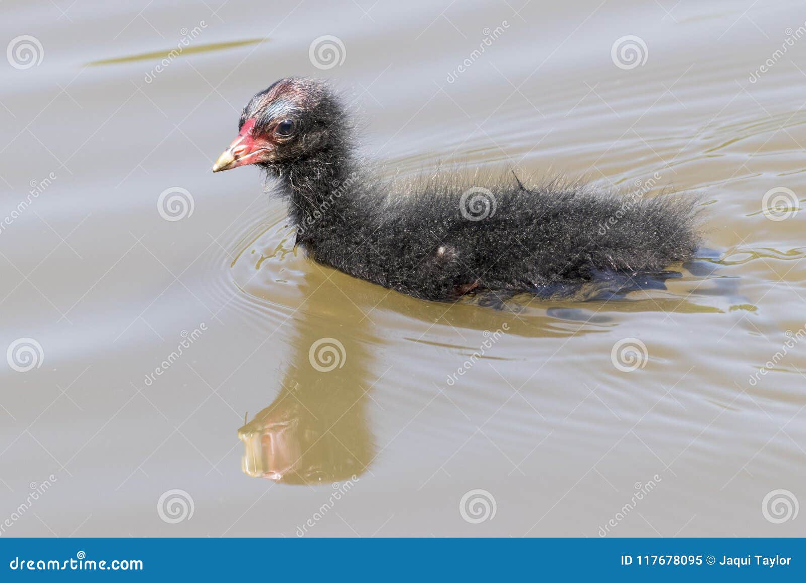 A Baby Moorhen at Southampton Common Stock Image Image of infant