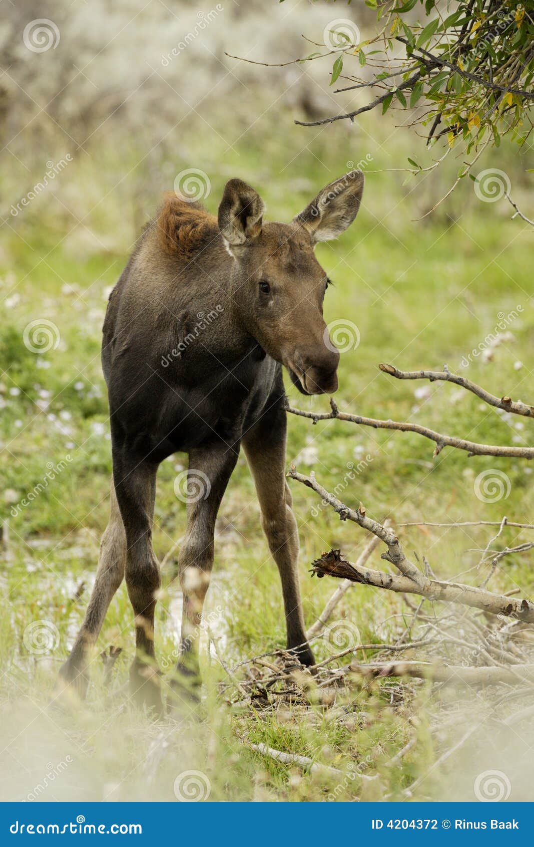 Young Moose Young Moose stock photo. Image of standing, baby, green - 4204372