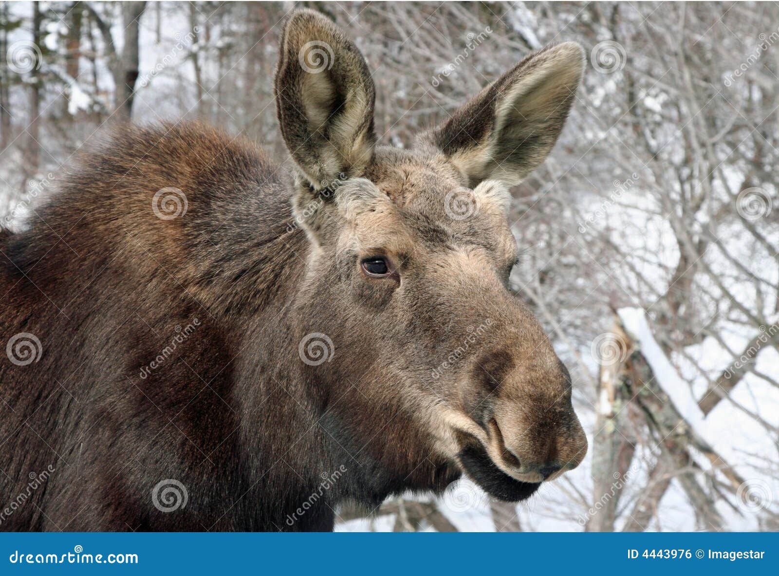 Young Moose Young Moose stock photo. Image of nose, mountains, snow - 4443976
