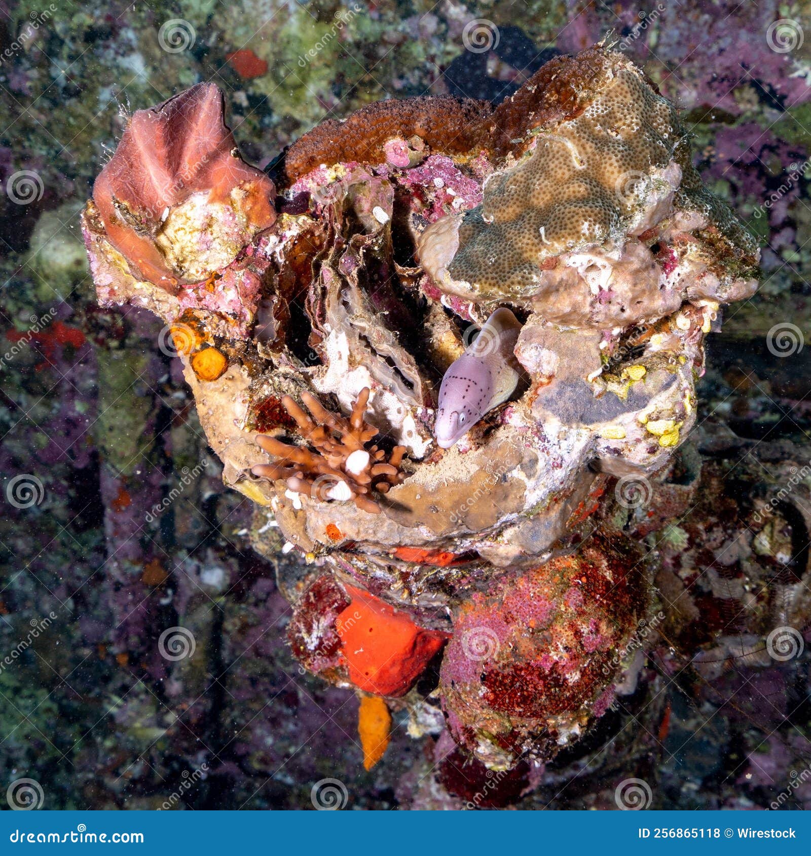 Young Moray Eel Hiding in a Small Hole in the Reef Stock Photo Image