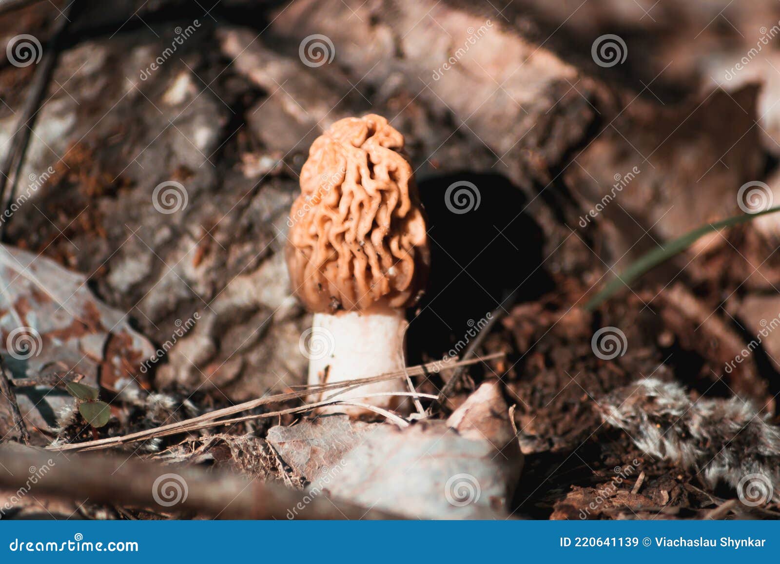 Young Morel Mushroom in the Forest. Stock Image Image of environment