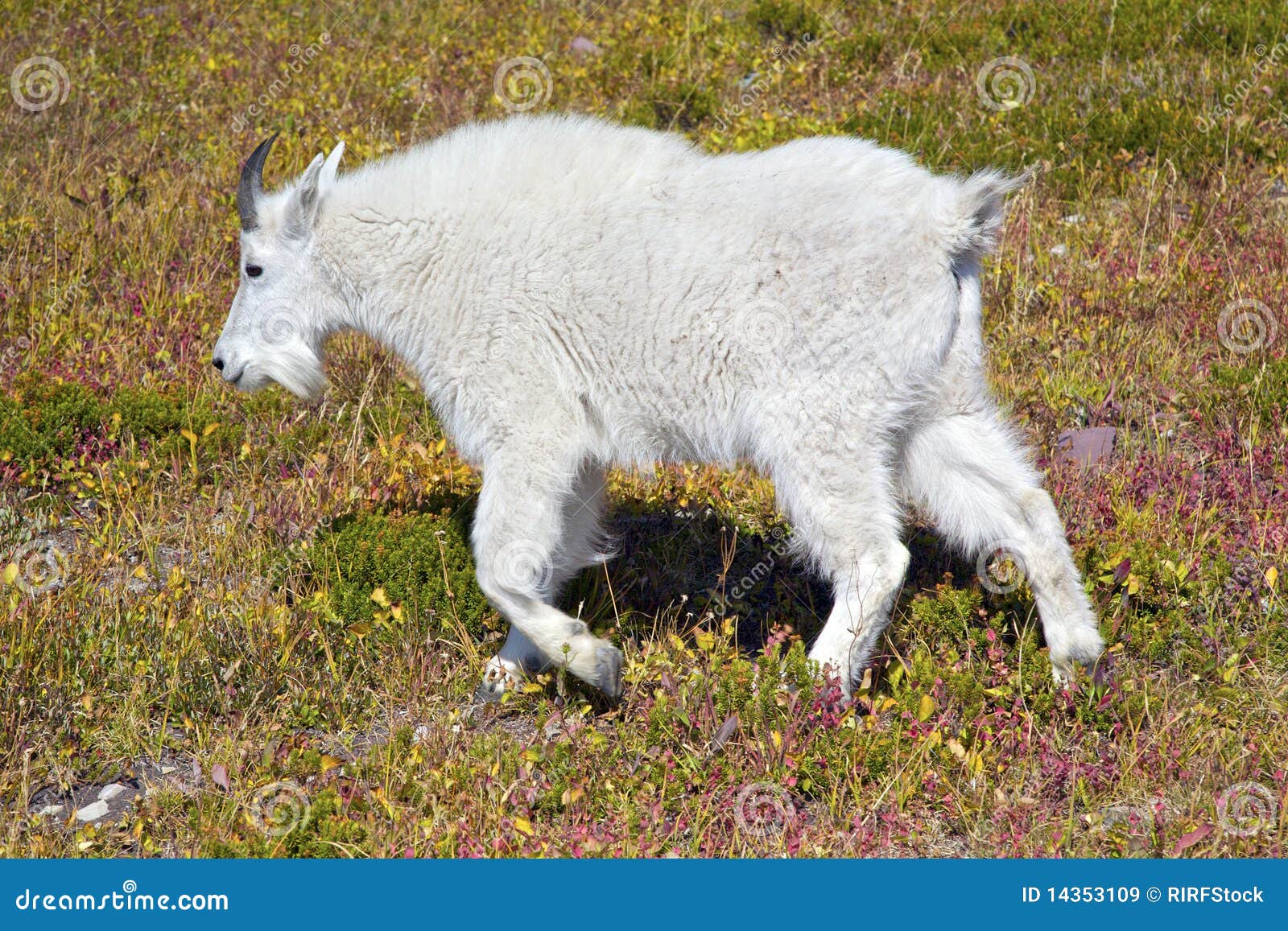 Young Mountain Goat stock image. Image of field, long 14353109