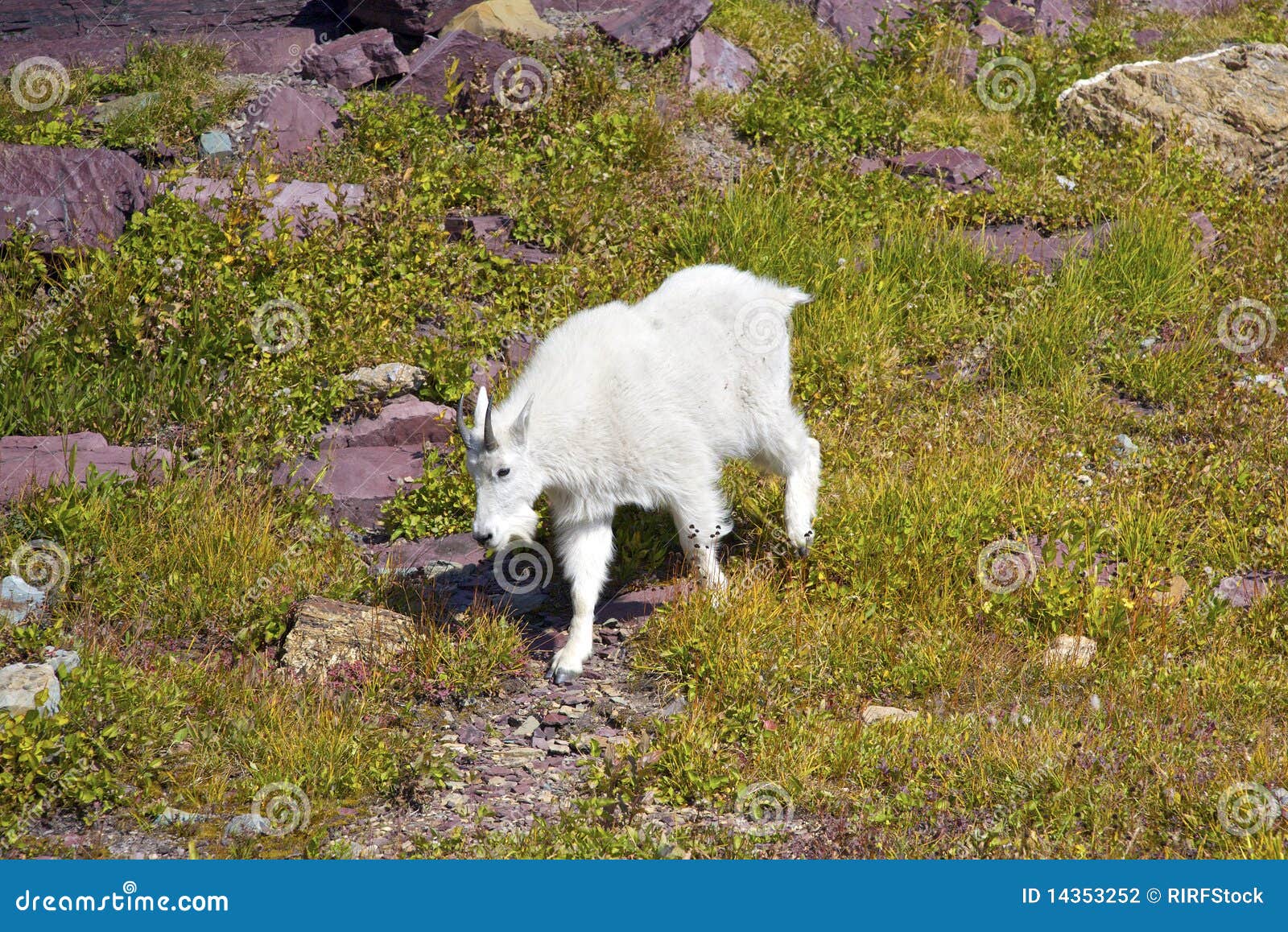 Young Mountain Goat stock photo. Image of extreme, field 14353252