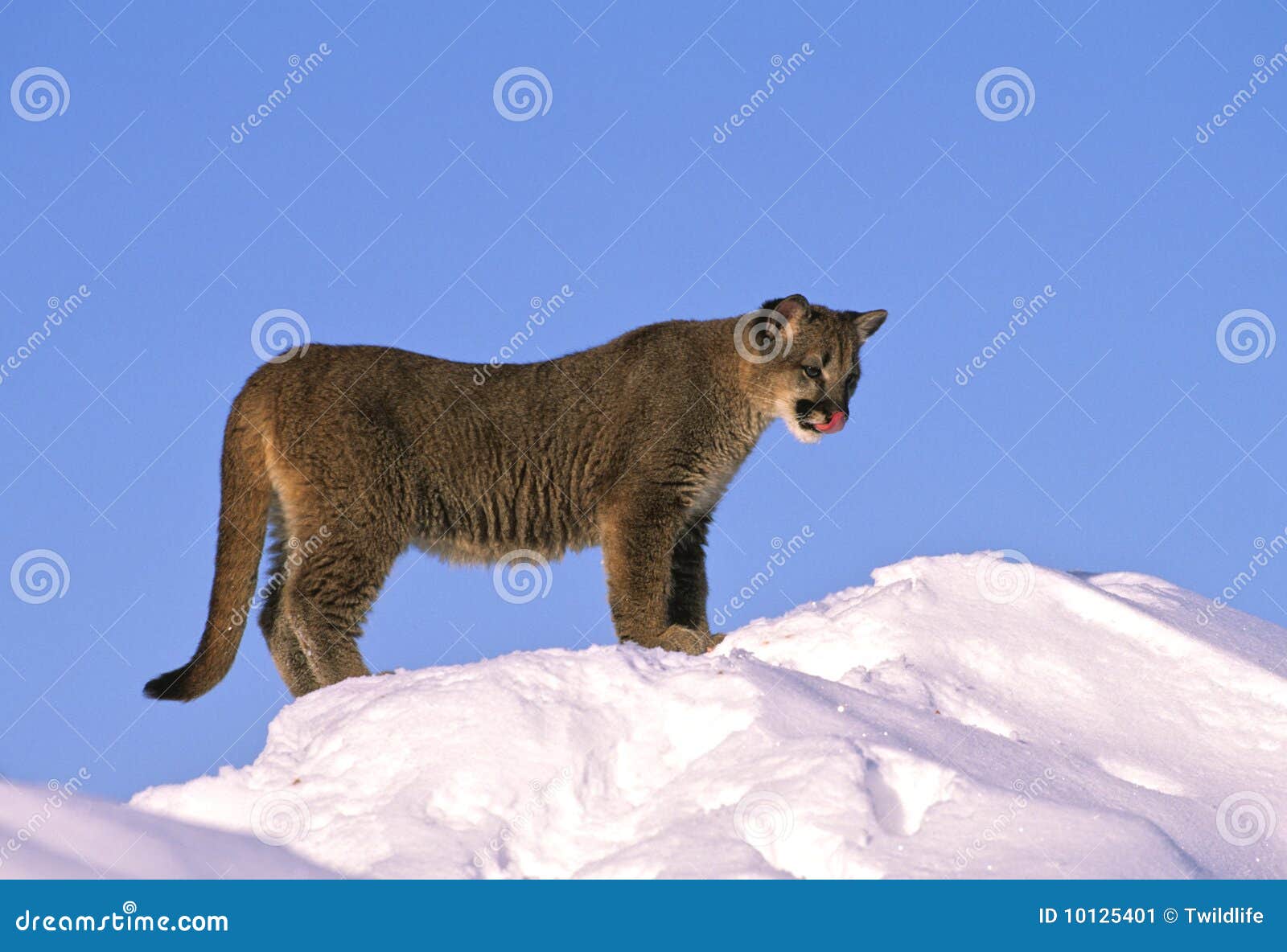 Young Mountain Climber Climbing On Climbing Route Using Rope On Tonsay