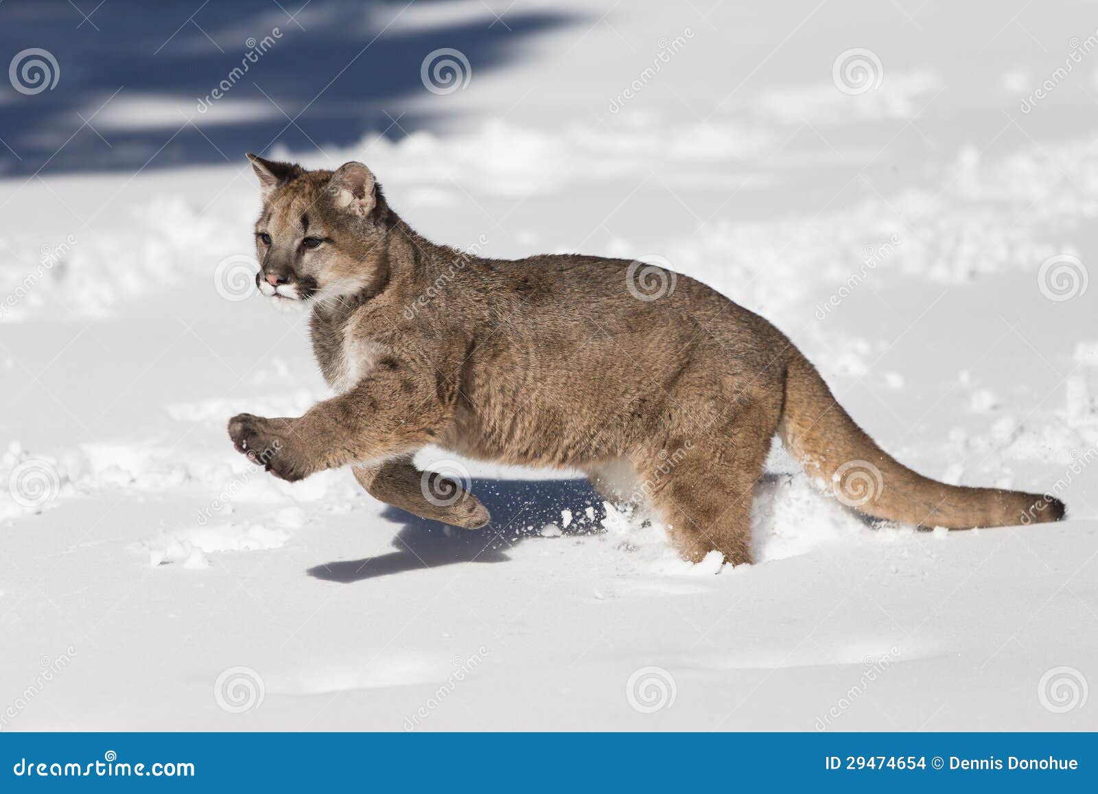 Young Mountain Lion in Snow Stock Photo Image of poised, animal 29474654
