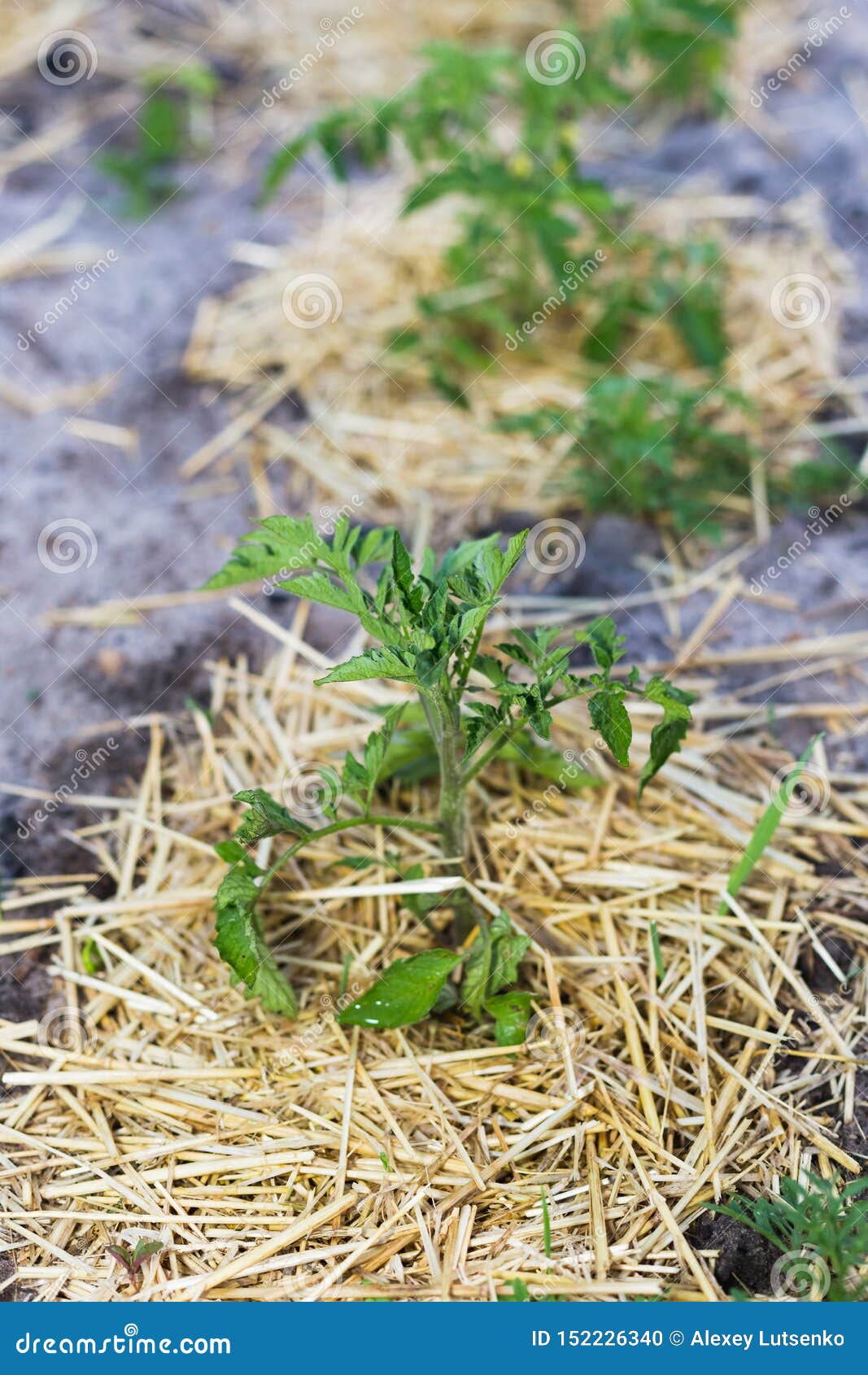 Young Mulched Tomatoes on the Garden in Sandy Soil Stock Photo Image