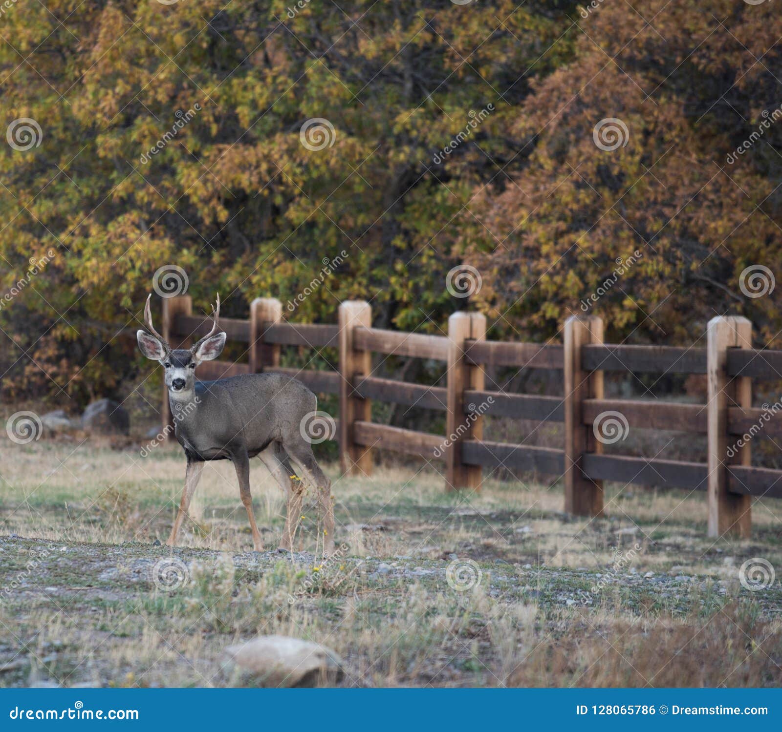 Young Mule Deer Buck Poses For A Portrait Stock Photo Image Of