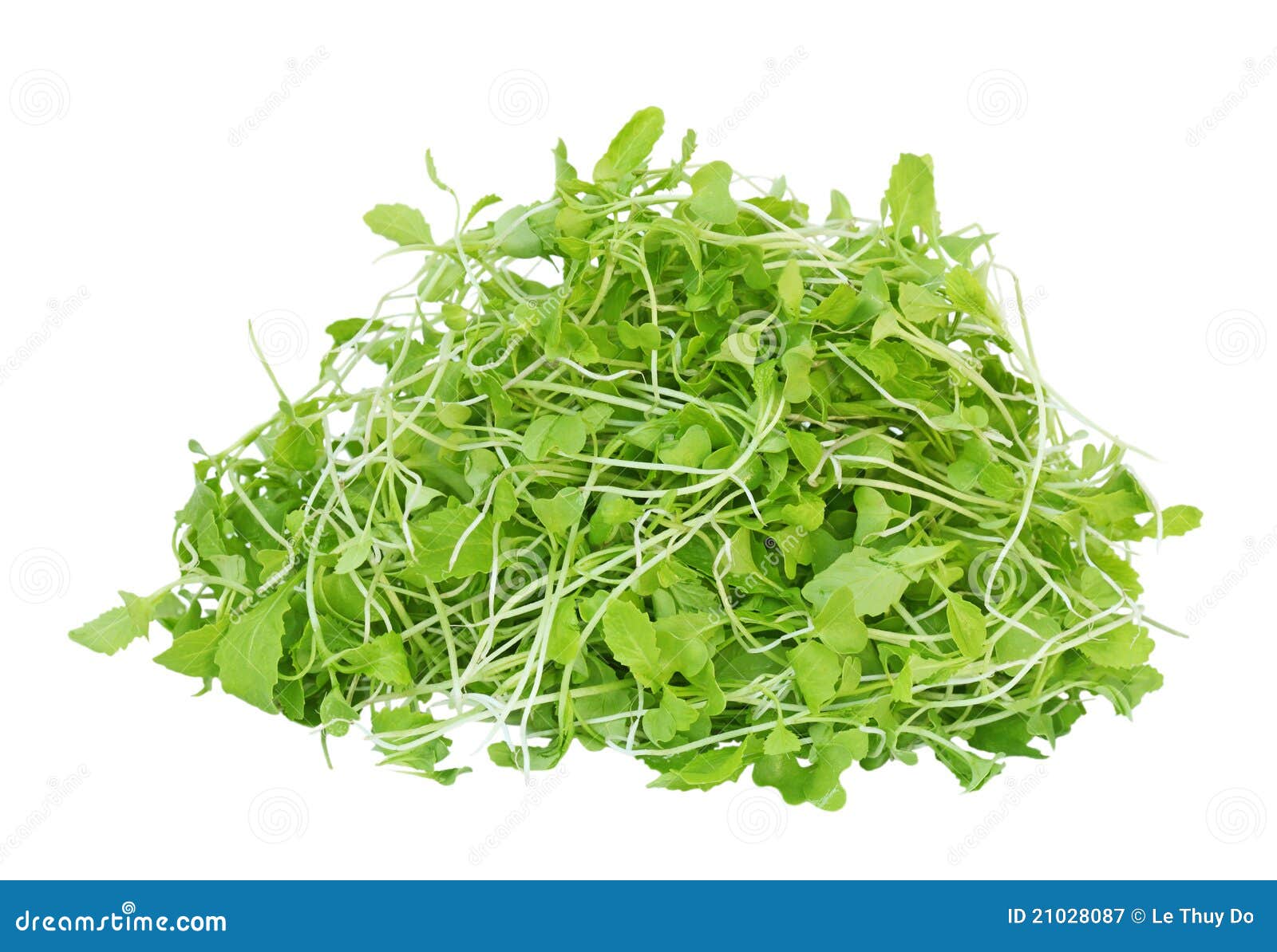 Young Mustard Green stock image. Image of green, healthy 21028087