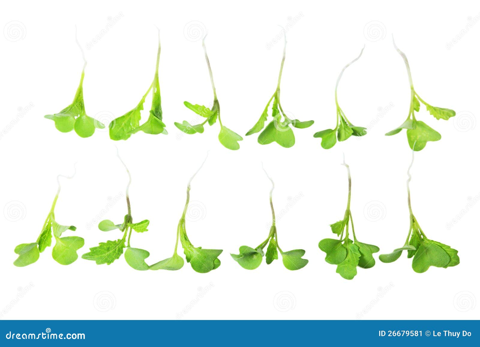 Young Mustard Green stock image. Image of organic, freshness 26679581