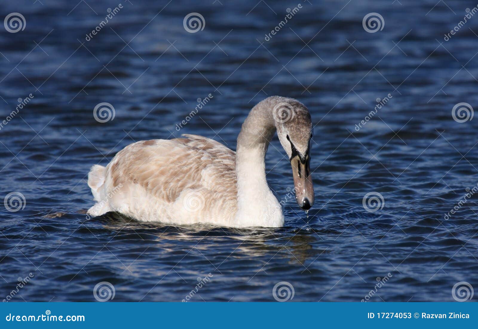 Young mute swan stock image. Image of swim, animal, pure 17274053