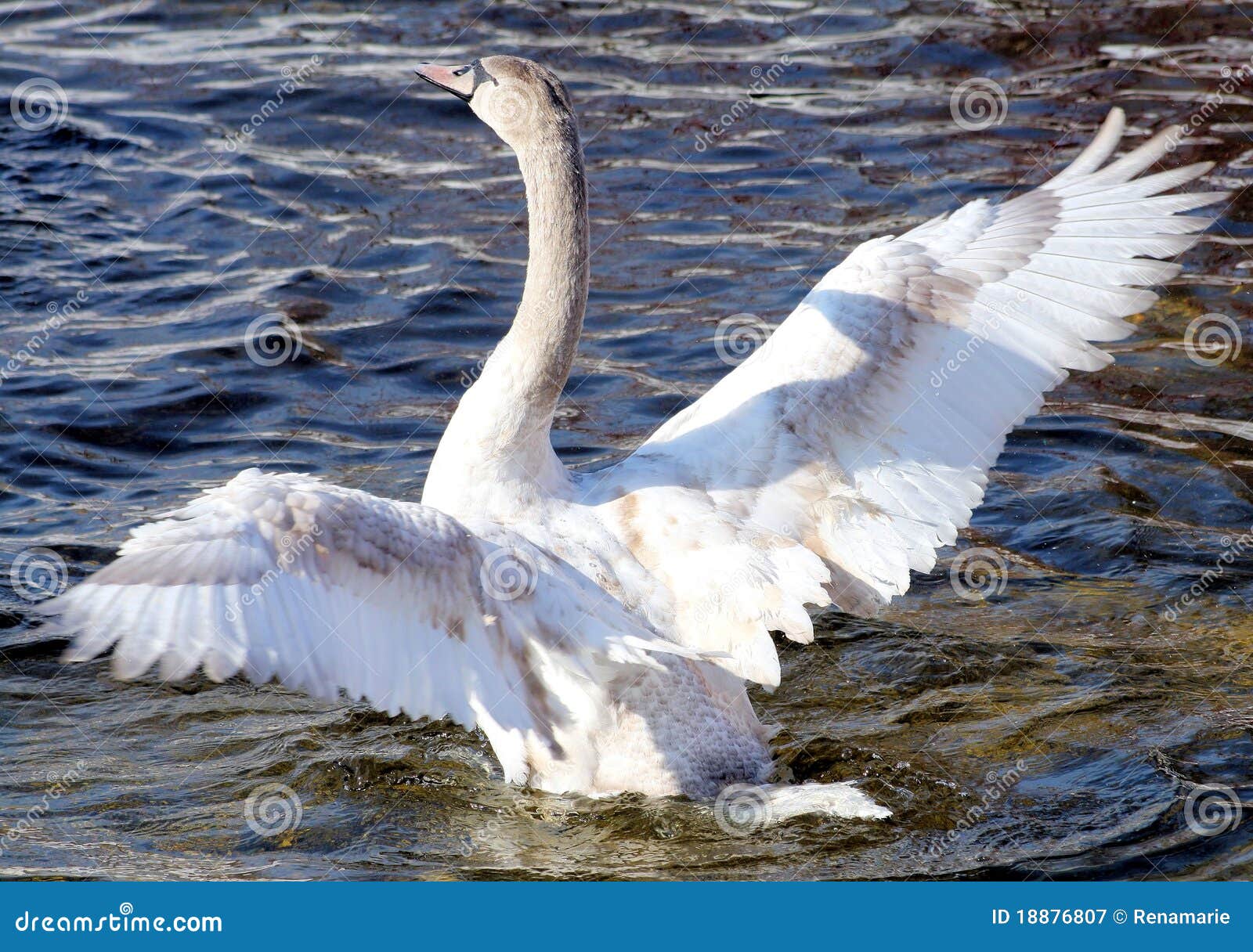 Young Mute Swan stock image. Image of marshland, pond 18876807