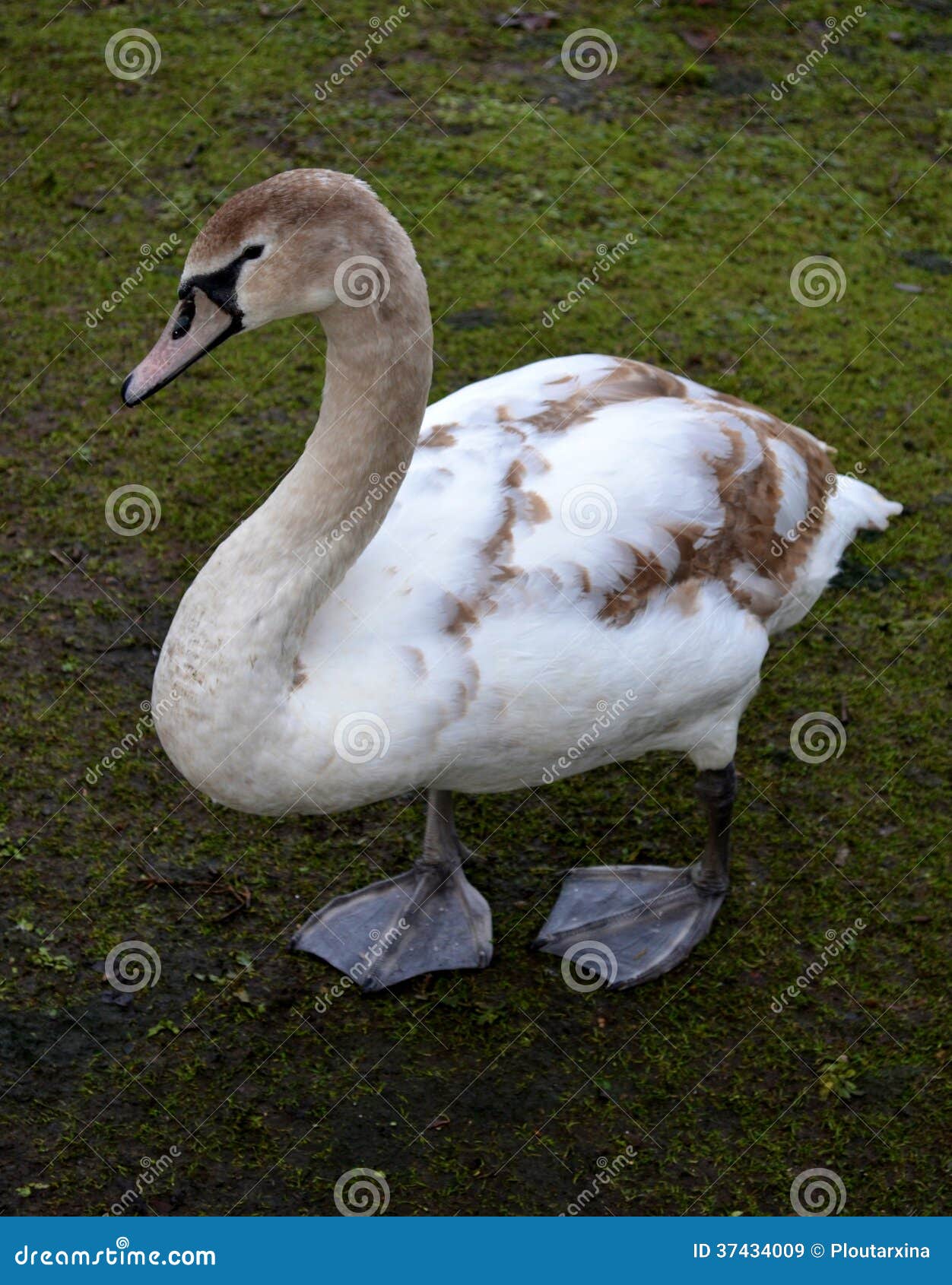 Young mute swan stock image. Image of beautiful, peace 37434009