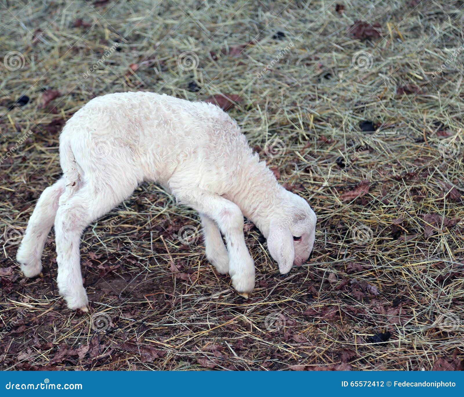 Young Newborn Lamb Walking with Difficulty Stock Photo Image of white