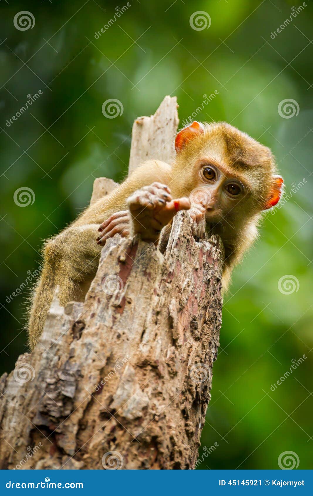 Young Northern Pig-tailed Macaque(Macaca leonina)