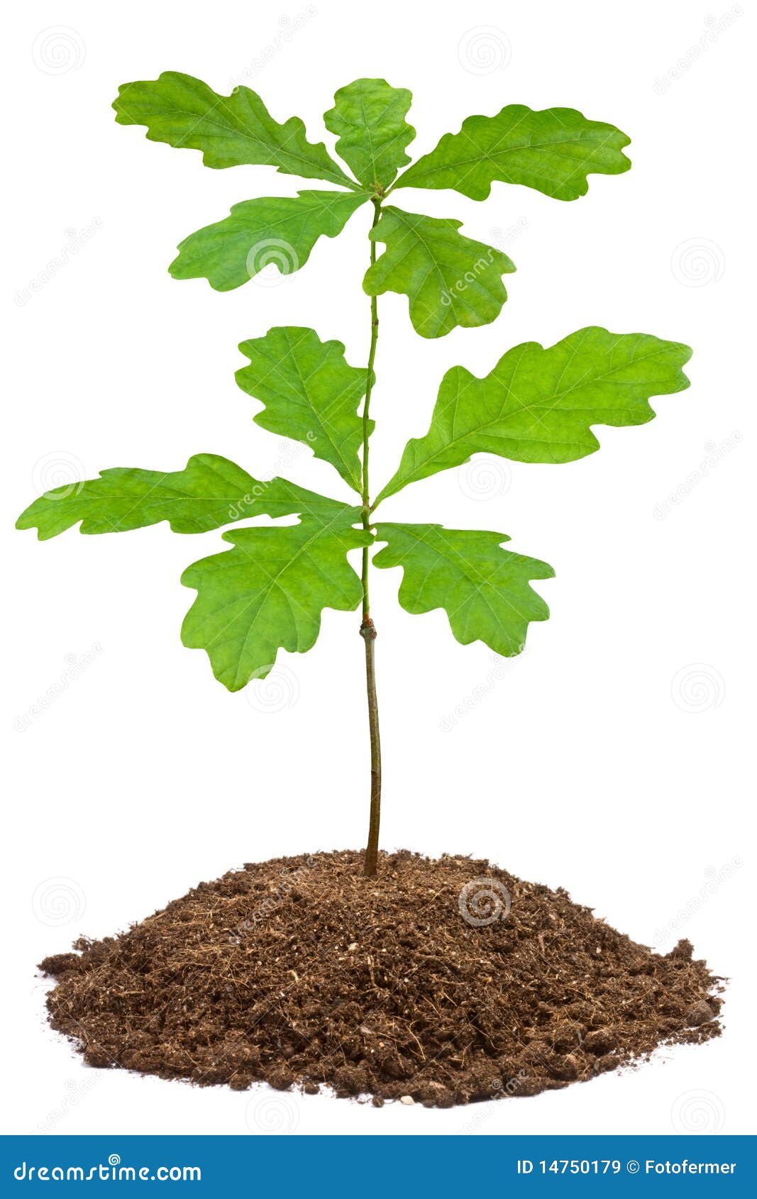 Young oak stock image. Image of gain, cultivate, development 14750179