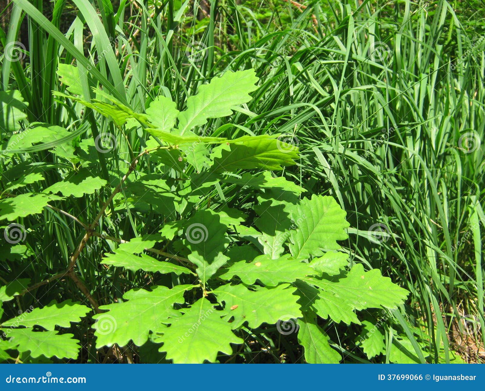 Young oak in tall grass stock photo. Image of wallpaper 37699066