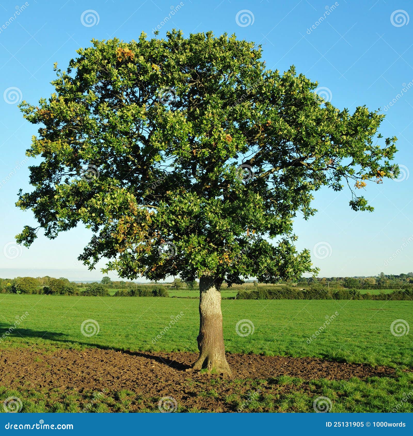 Young Oak Tree stock image. Image of attractive, green ...