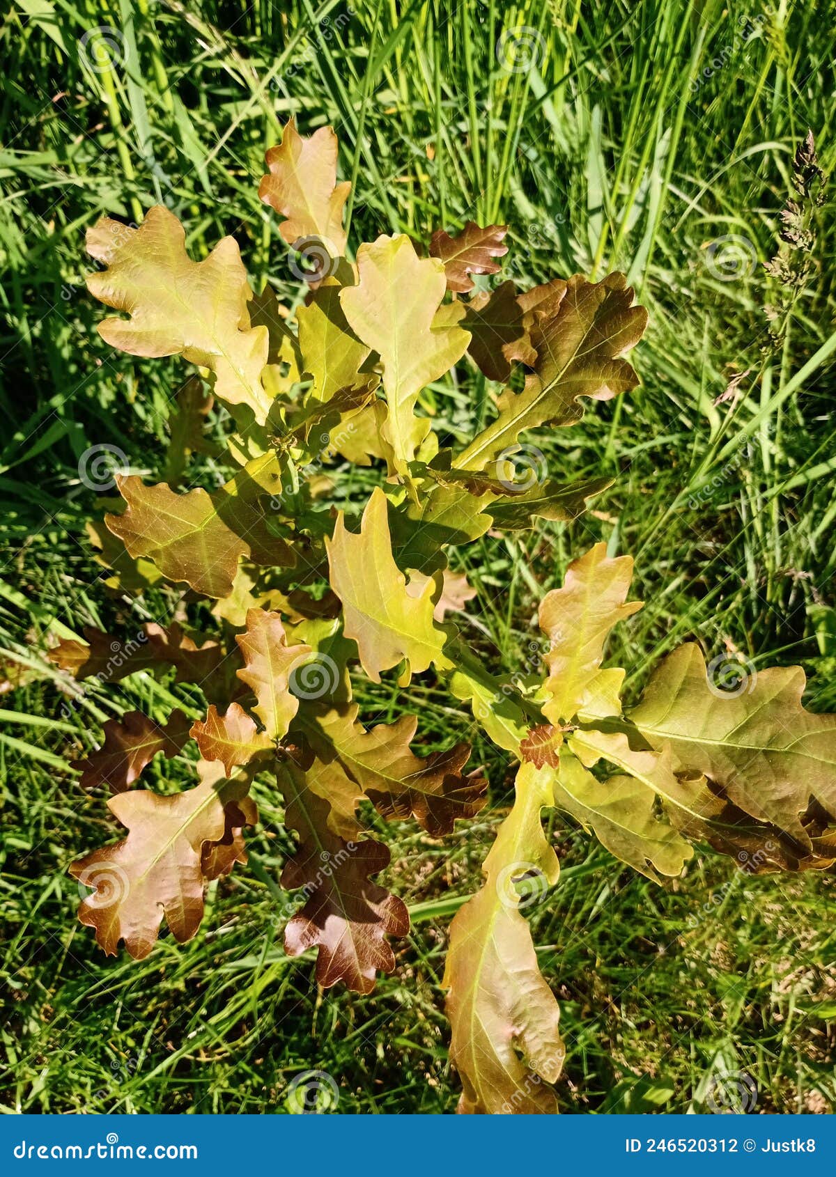 Young Oak Trees Sprouting in a Meadow Stock Photo Image of trees