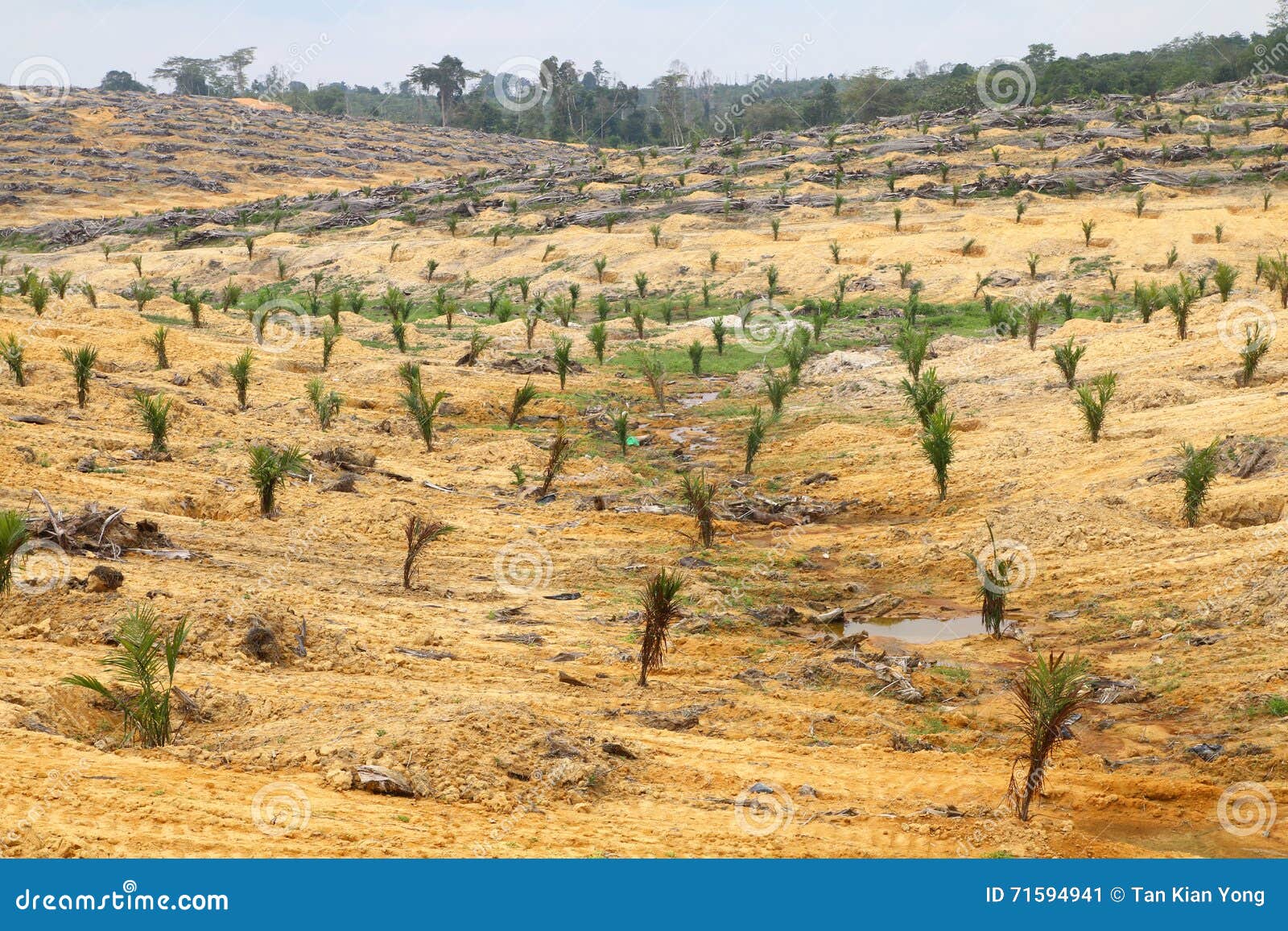 Young Oil Palm Trees Planted on Cleared Land Series 4 Stock Image