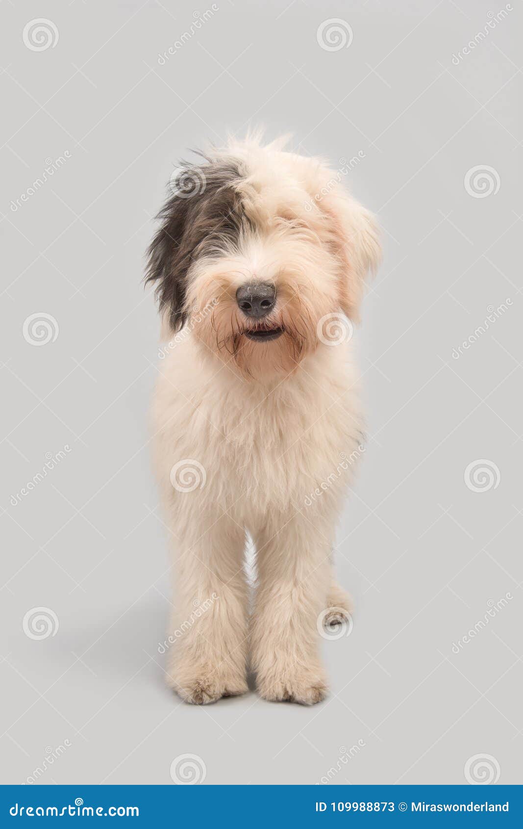 Viejo Pastor Ingles  English sheepdog, Old english sheepdog, Old  english sheepdog puppy